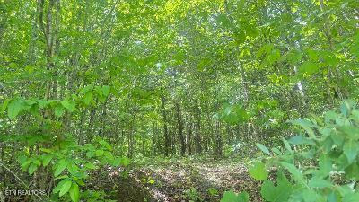 Crestwood Drive Speedwell TN 37870