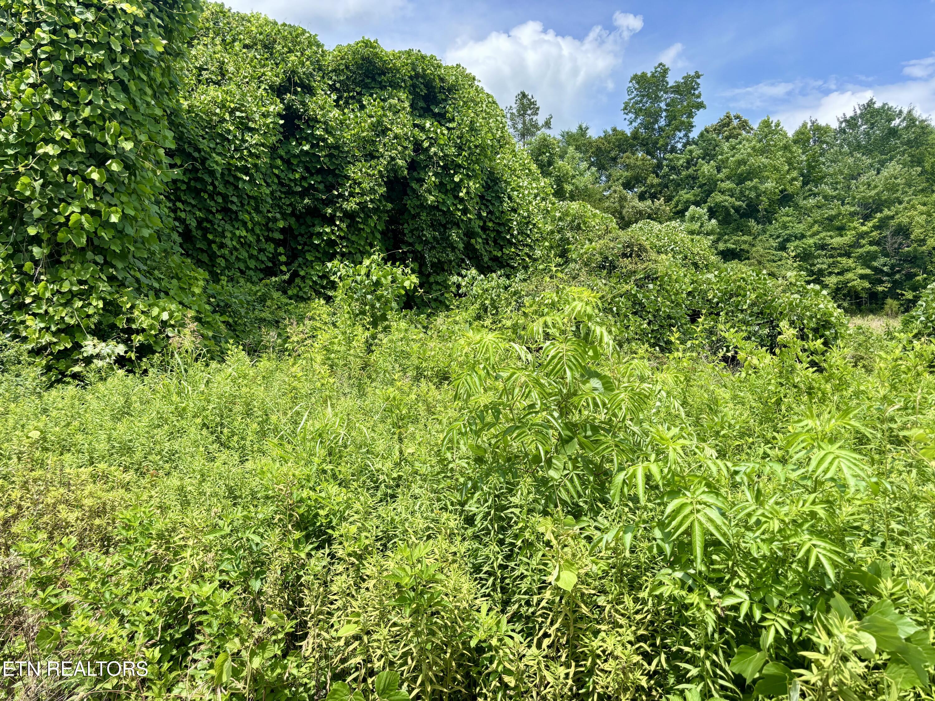 0 Davis Hollow Road Harriman TN 37748