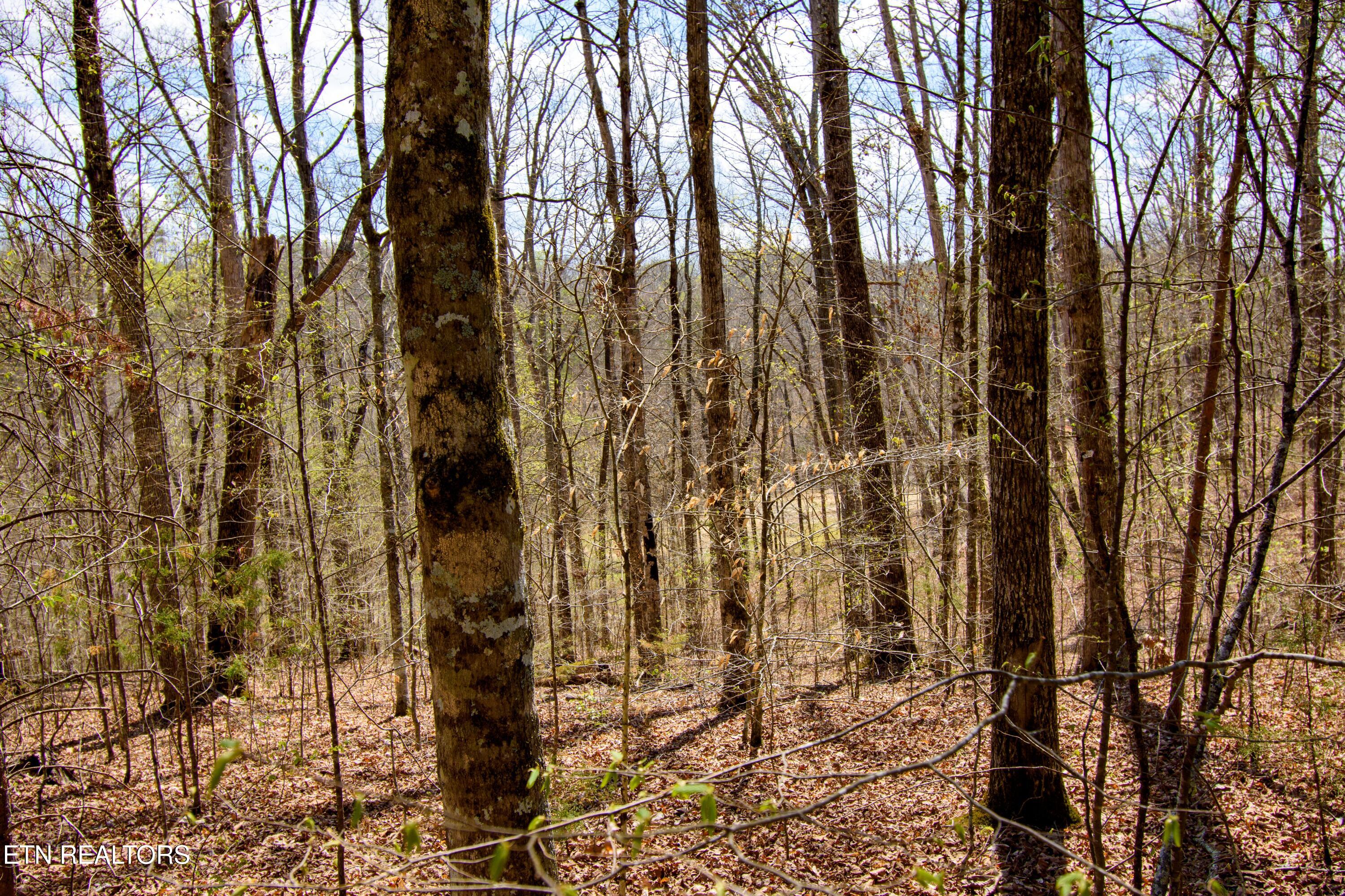 Turtle Dove Trail Dandridge TN 37725