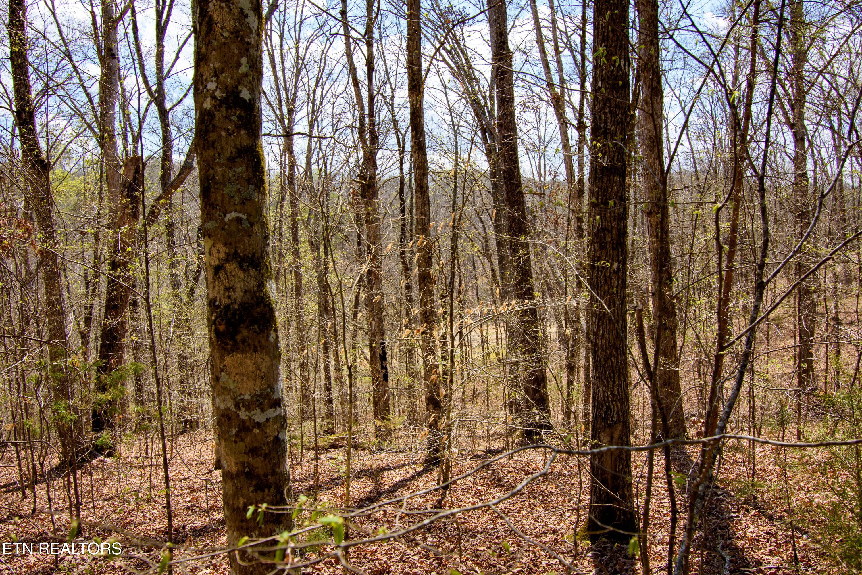 Turtle Dove Trail Dandridge TN 37725