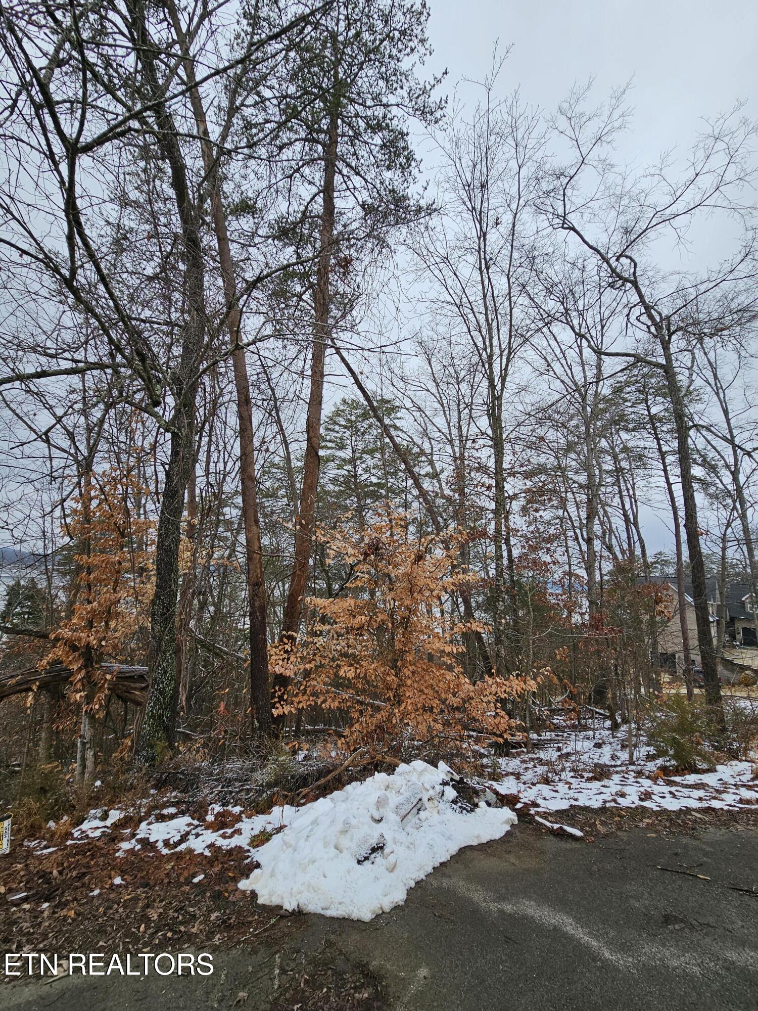 Kammann Cove Baneberry TN 37890