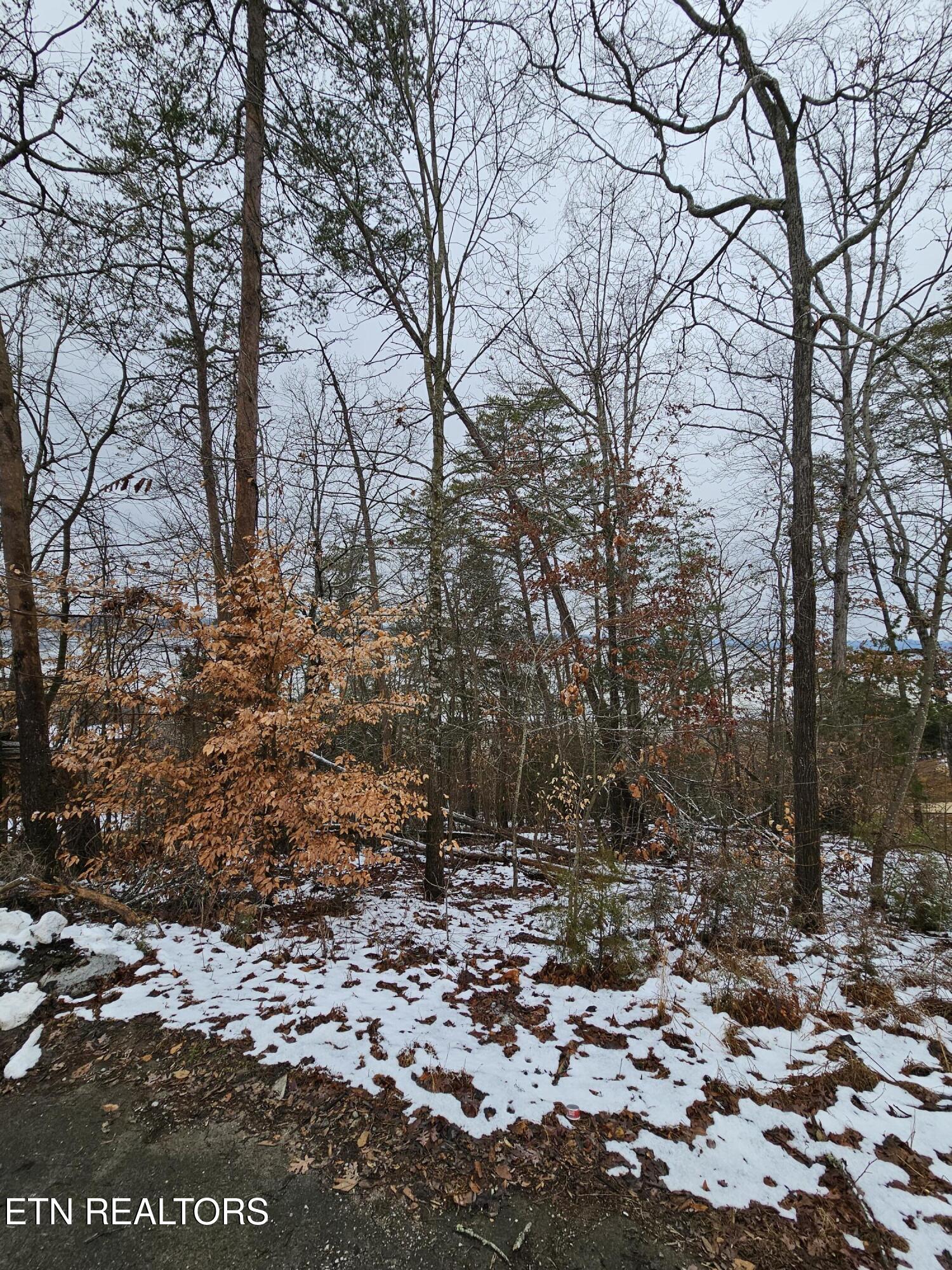 Kammann Cove Baneberry TN 37890