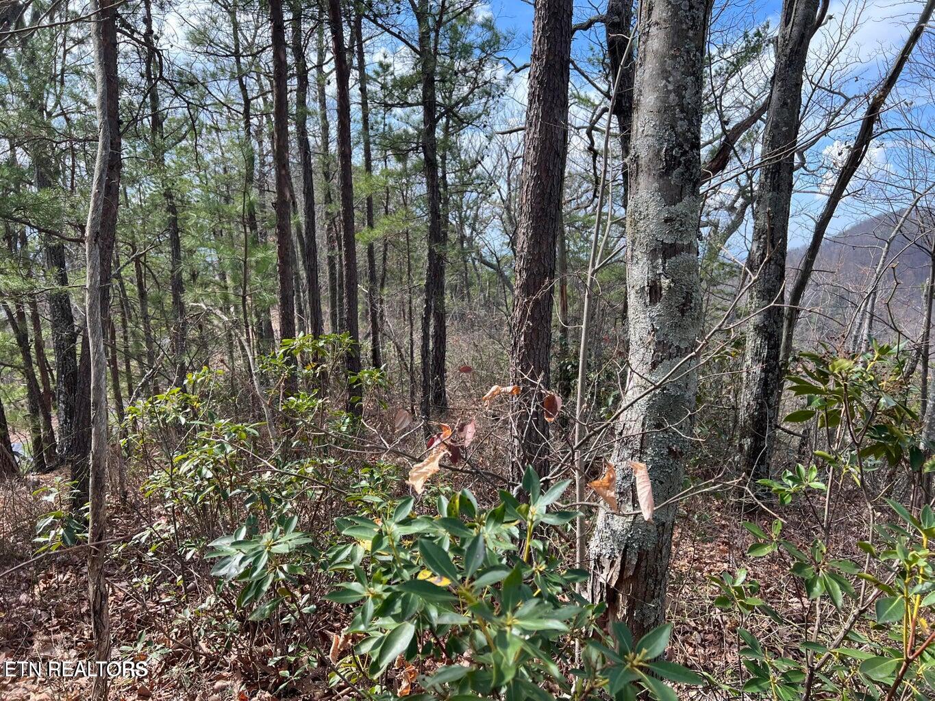 Chestnut Ridge Court Sevierville TN 37876