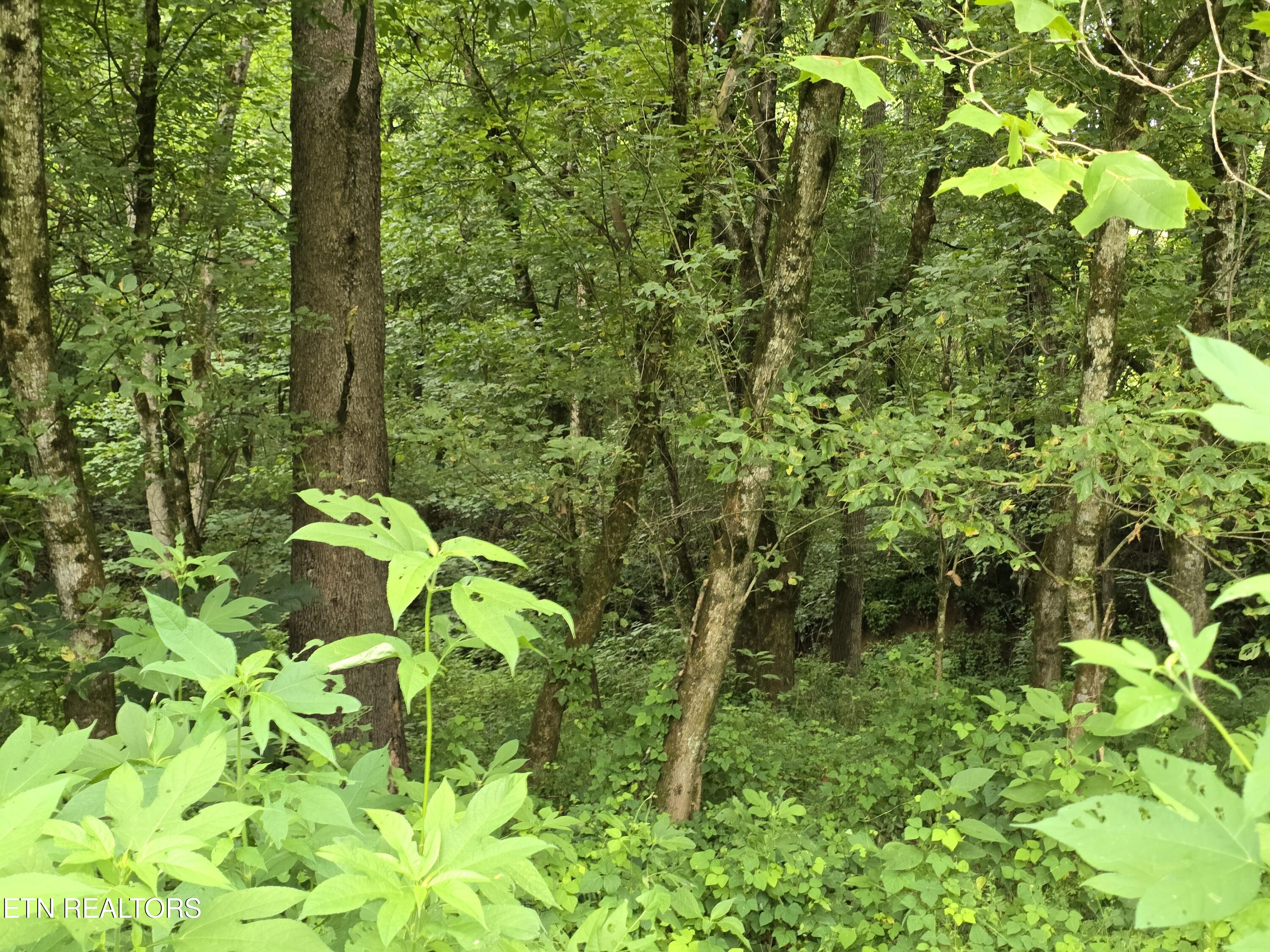 6835 Mulberry Gap Road Sneedville TN 37869