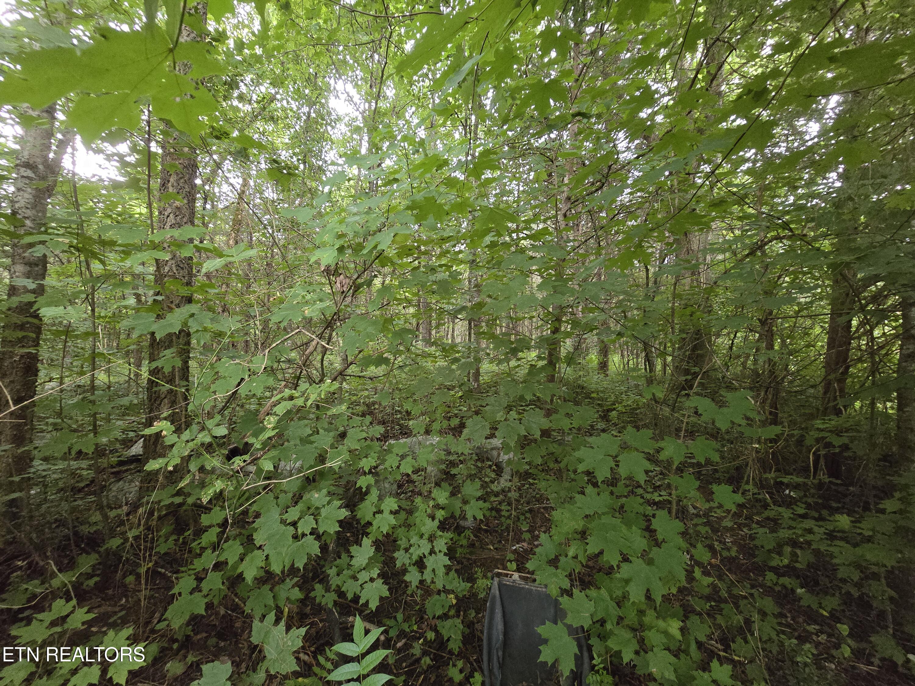 6835 Mulberry Gap Road Sneedville TN 37869