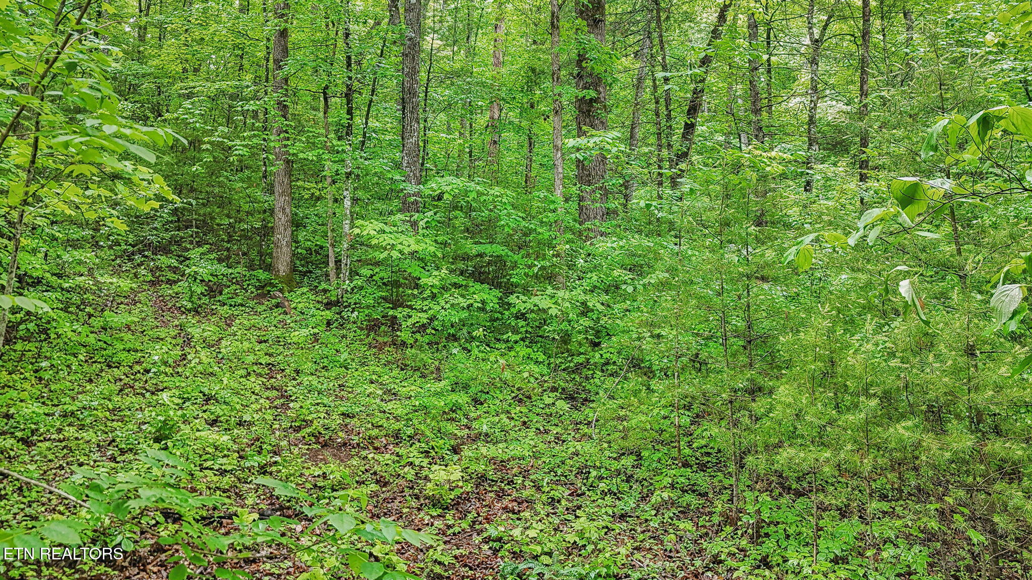 1852 Oakwood Road Walland TN 37886