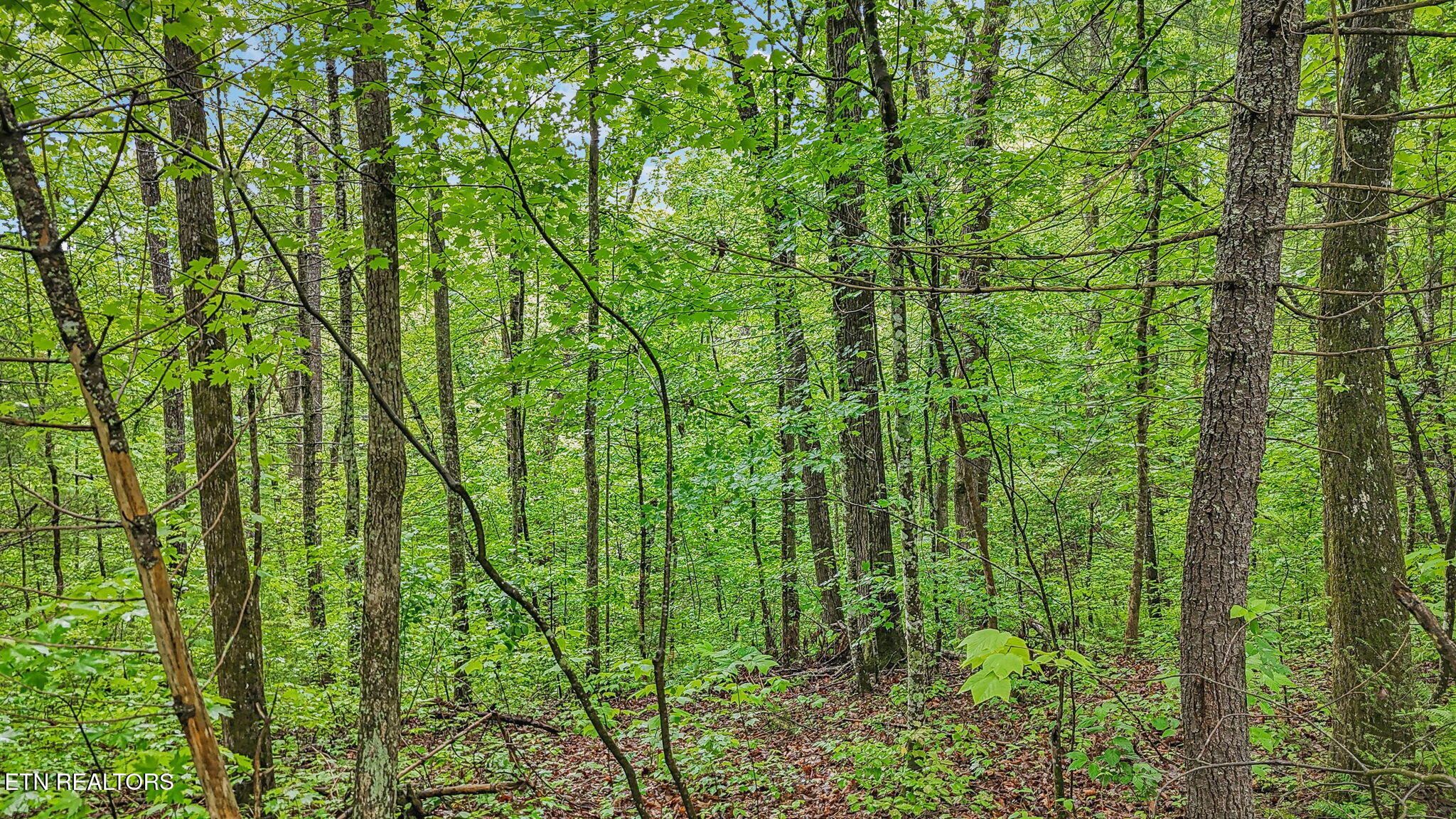 1852 Oakwood Road Walland TN 37886