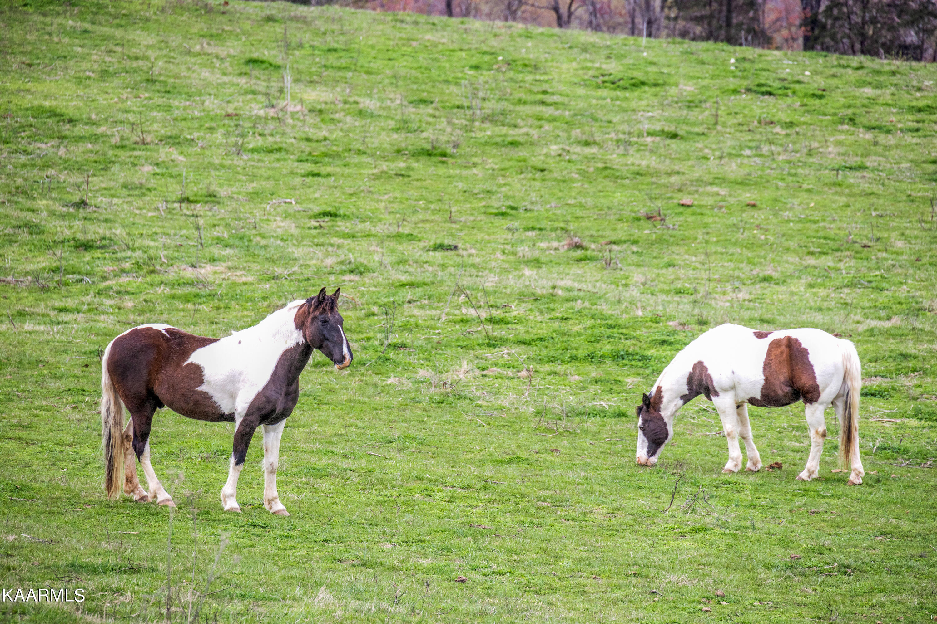 Country Oaks Lane Lafollette TN 37766
