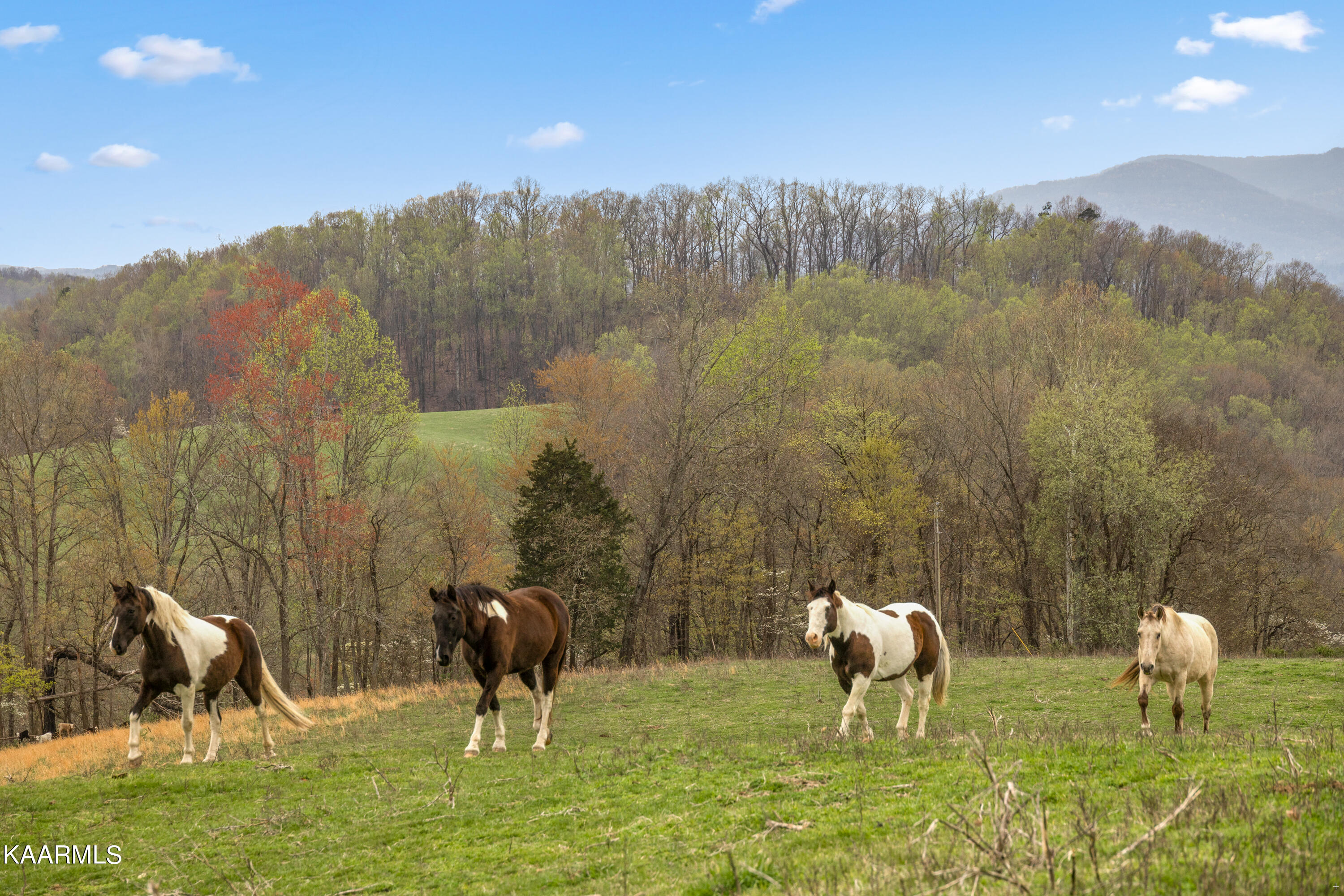 Country Oaks Lane Lafollette TN 37766