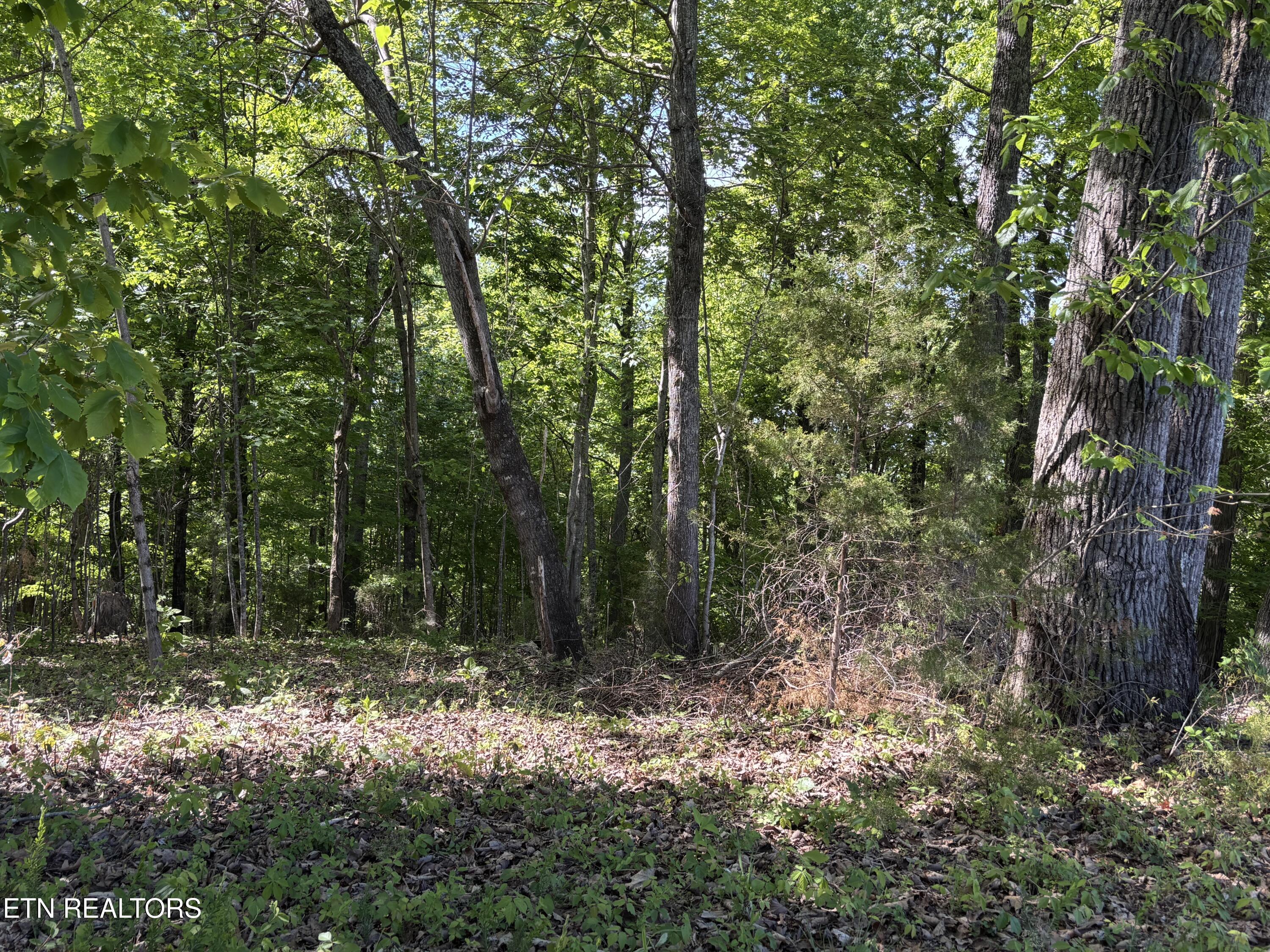 Flagstone Loop New Tazewell TN 37825