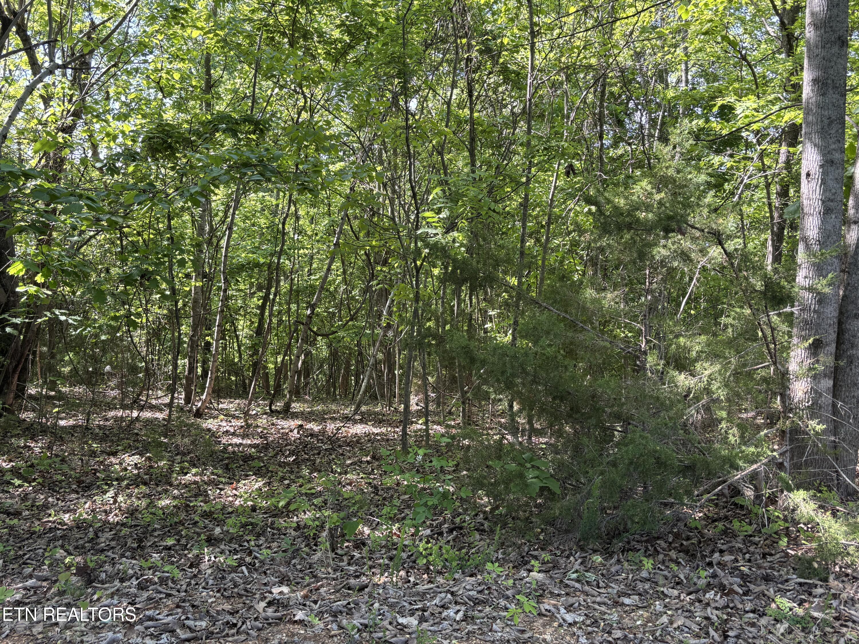 Flagstone Loop New Tazewell TN 37825