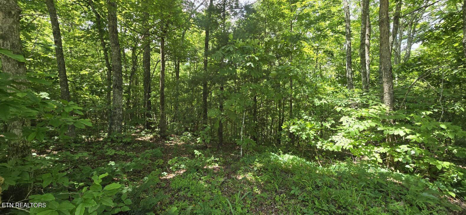 0 Sheep Ranch Road Oneida TN 37841