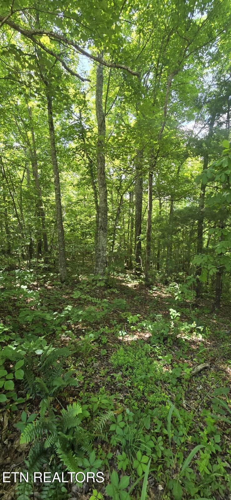 0 Sheep Ranch Road Oneida TN 37841