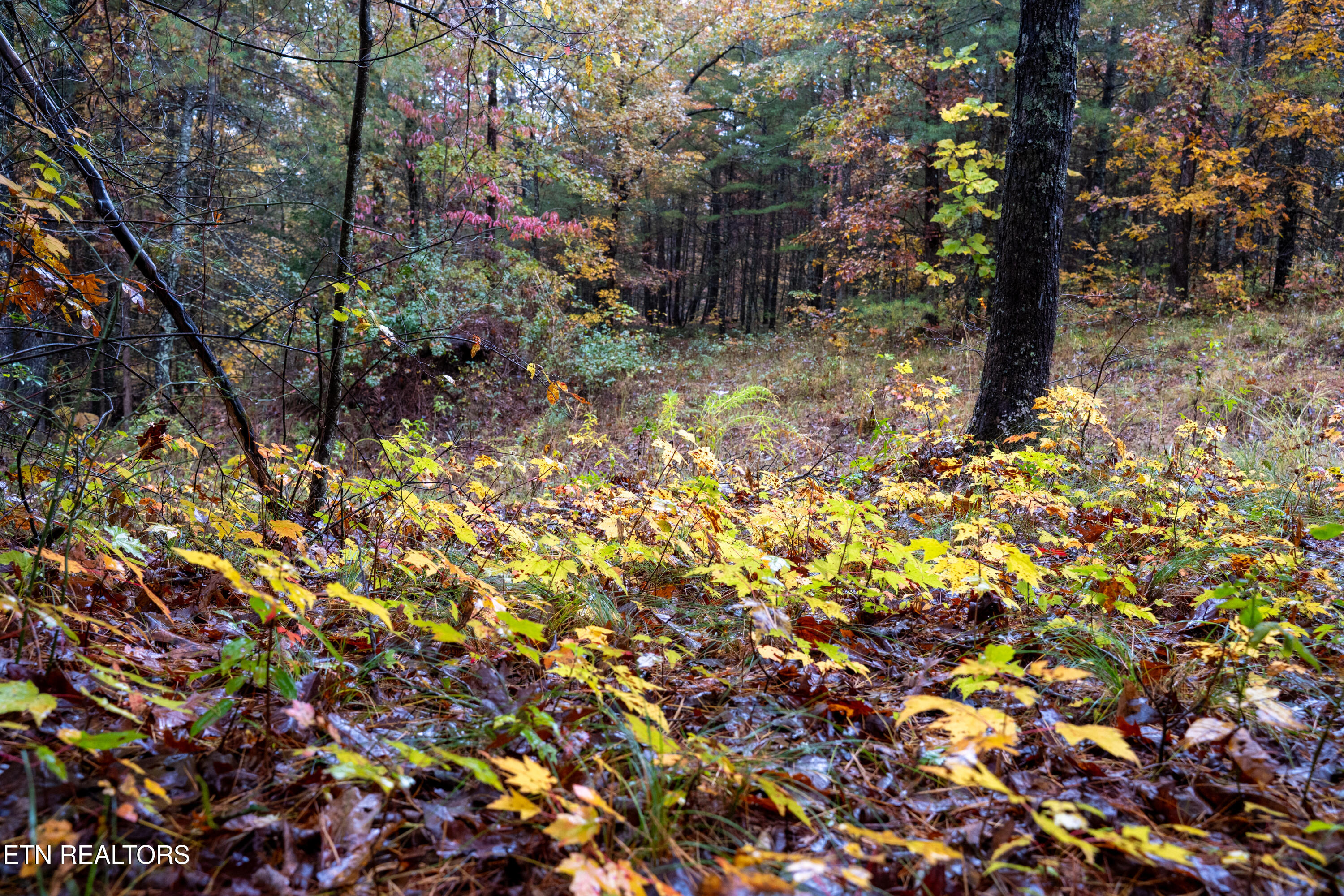 00 Trailhead Lane Jamestown TN 38556