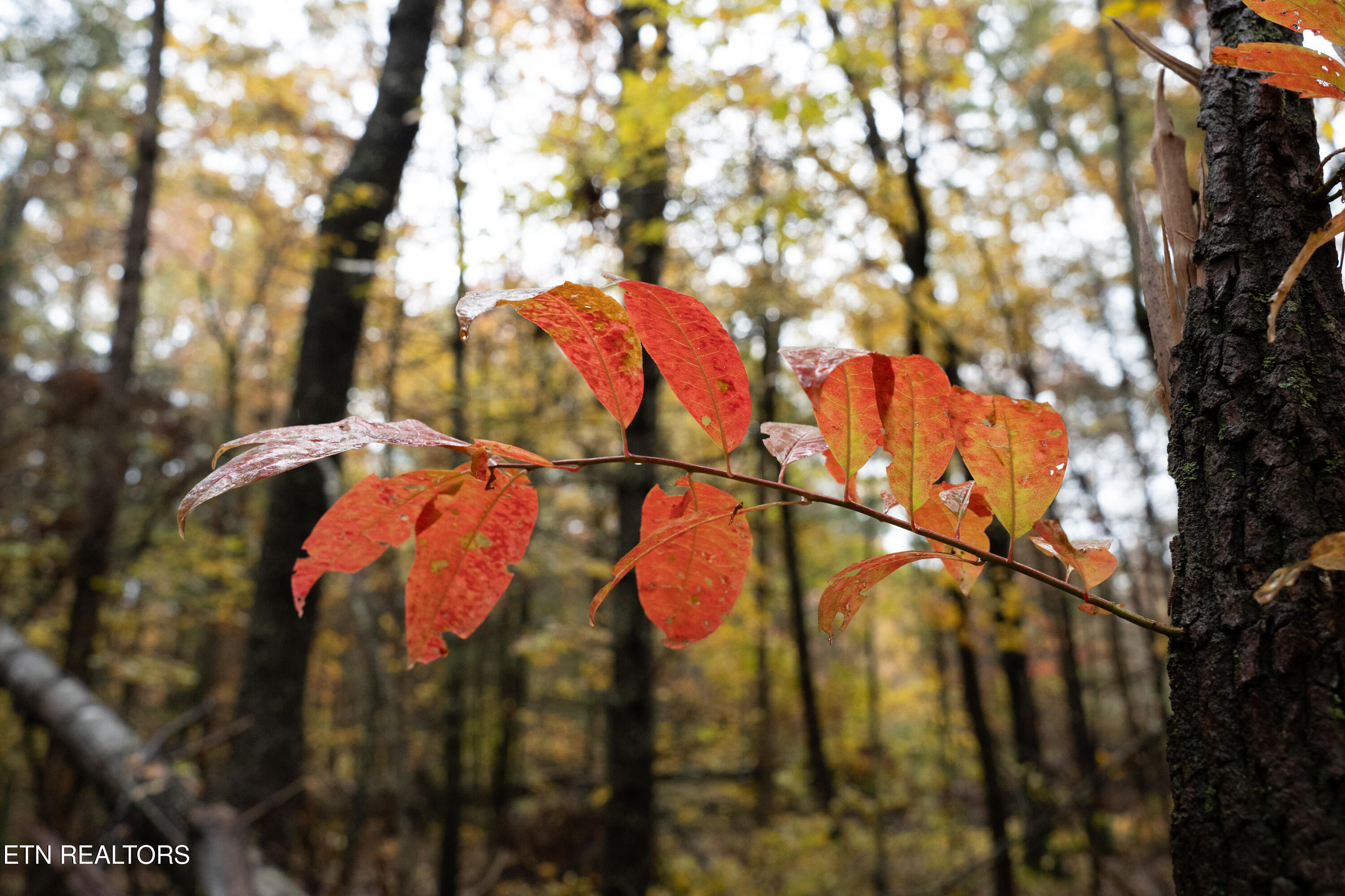 00 Trailhead Lane Jamestown TN 38556