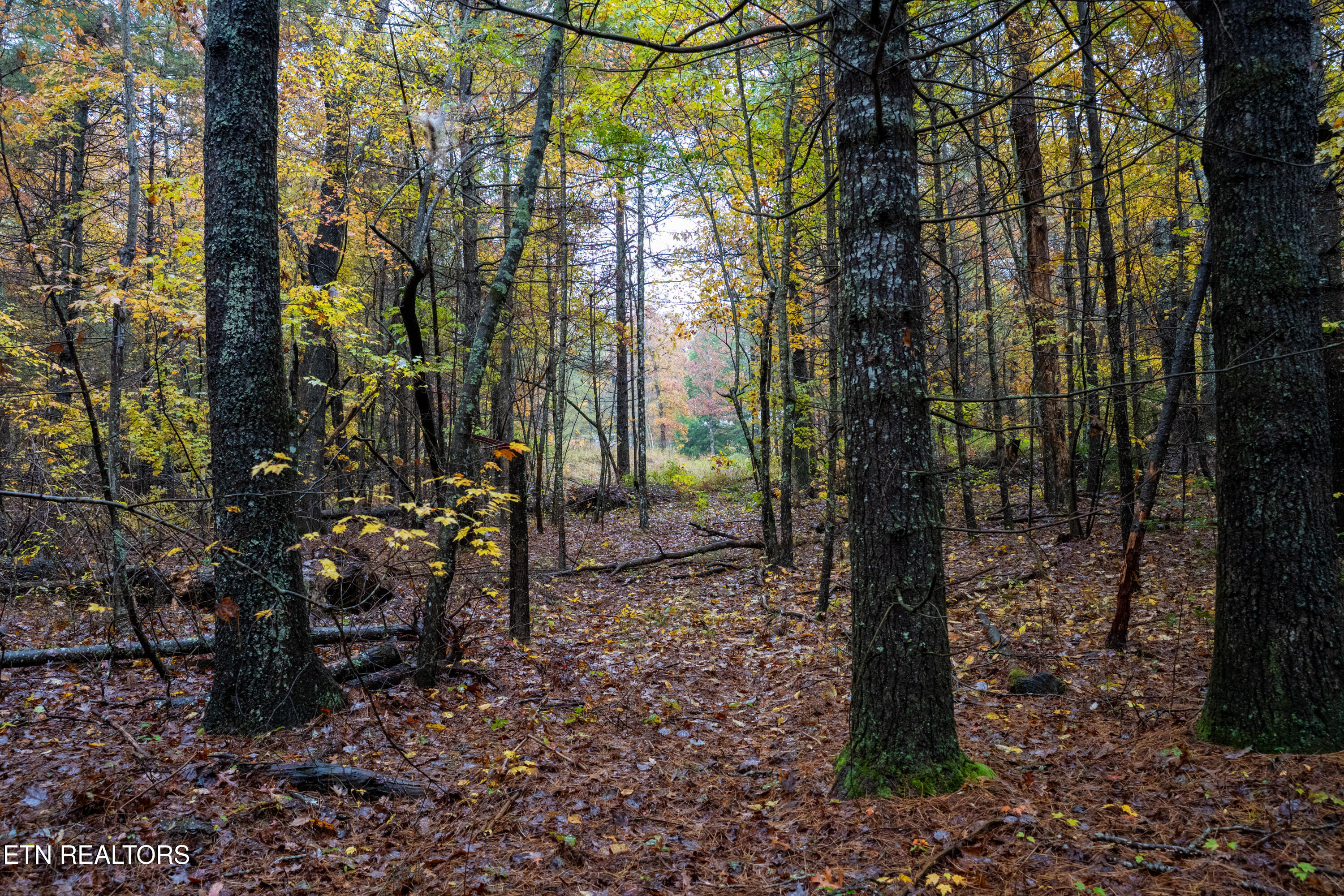 00 Trailhead Lane Jamestown TN 38556