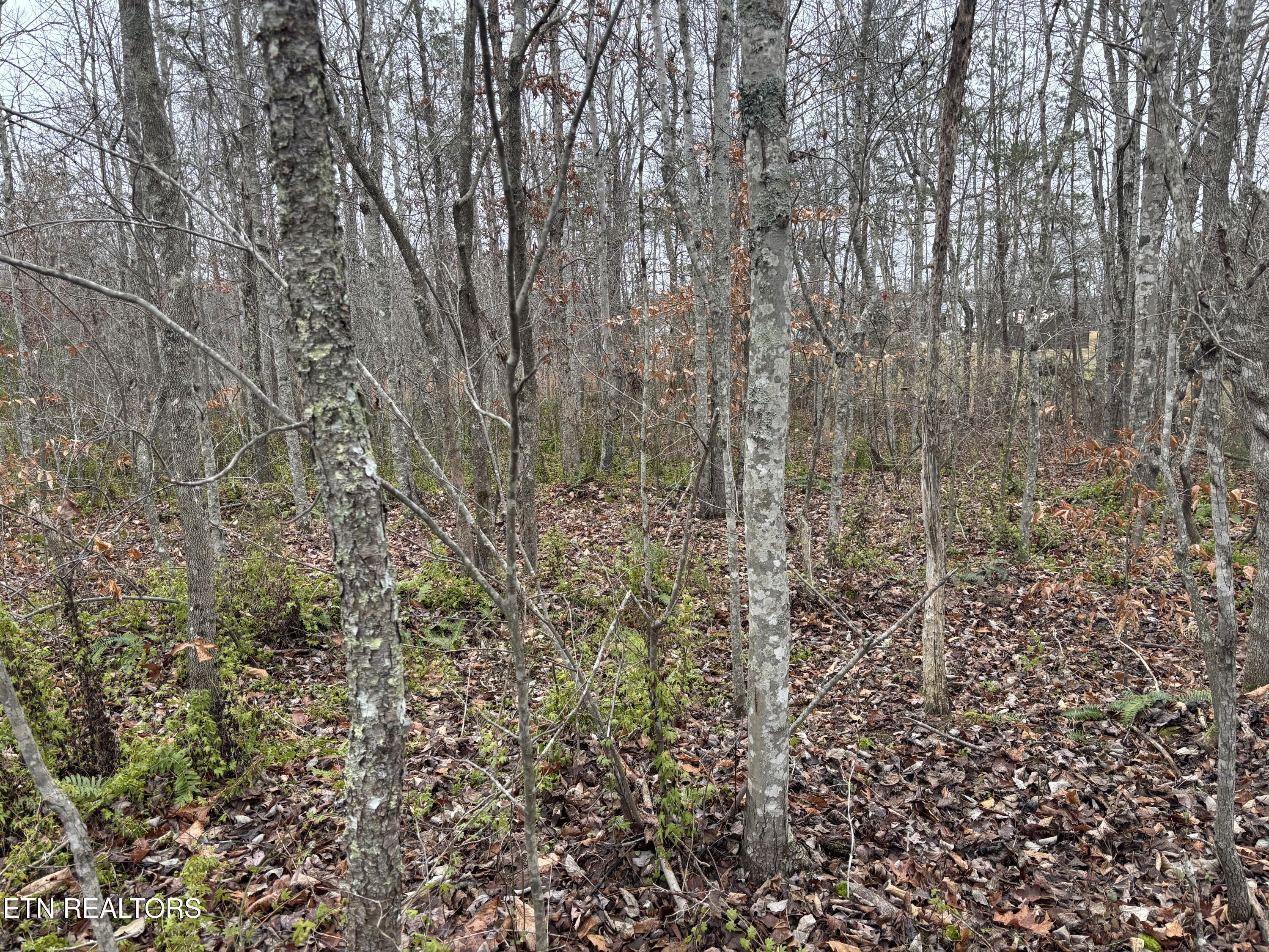 Everett Lane Robbins TN 37852