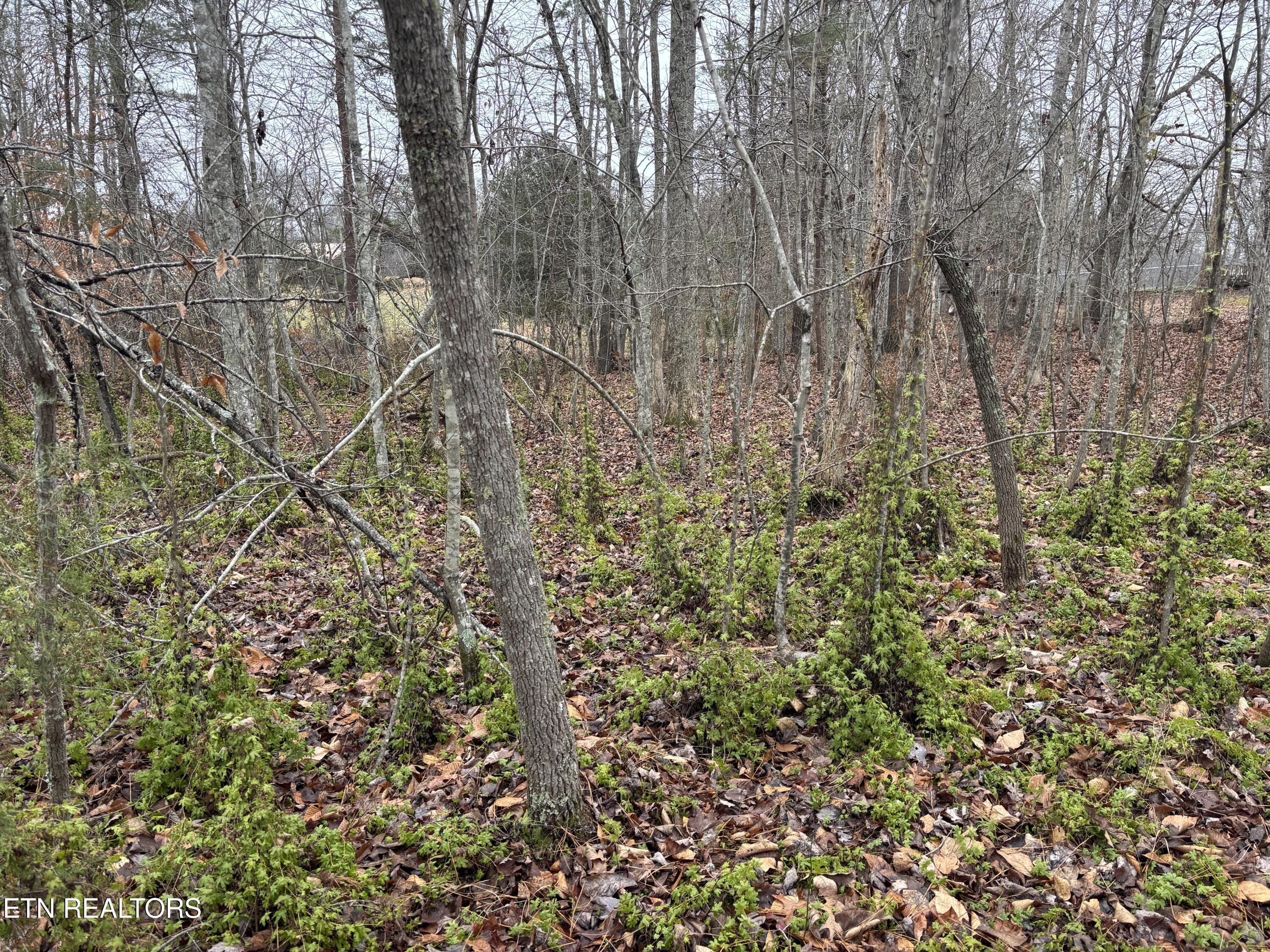 Everett Lane Robbins TN 37852