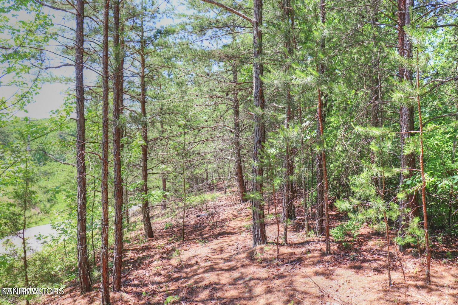 Lot 451 Crystal Springs Road Rockwood TN 37854