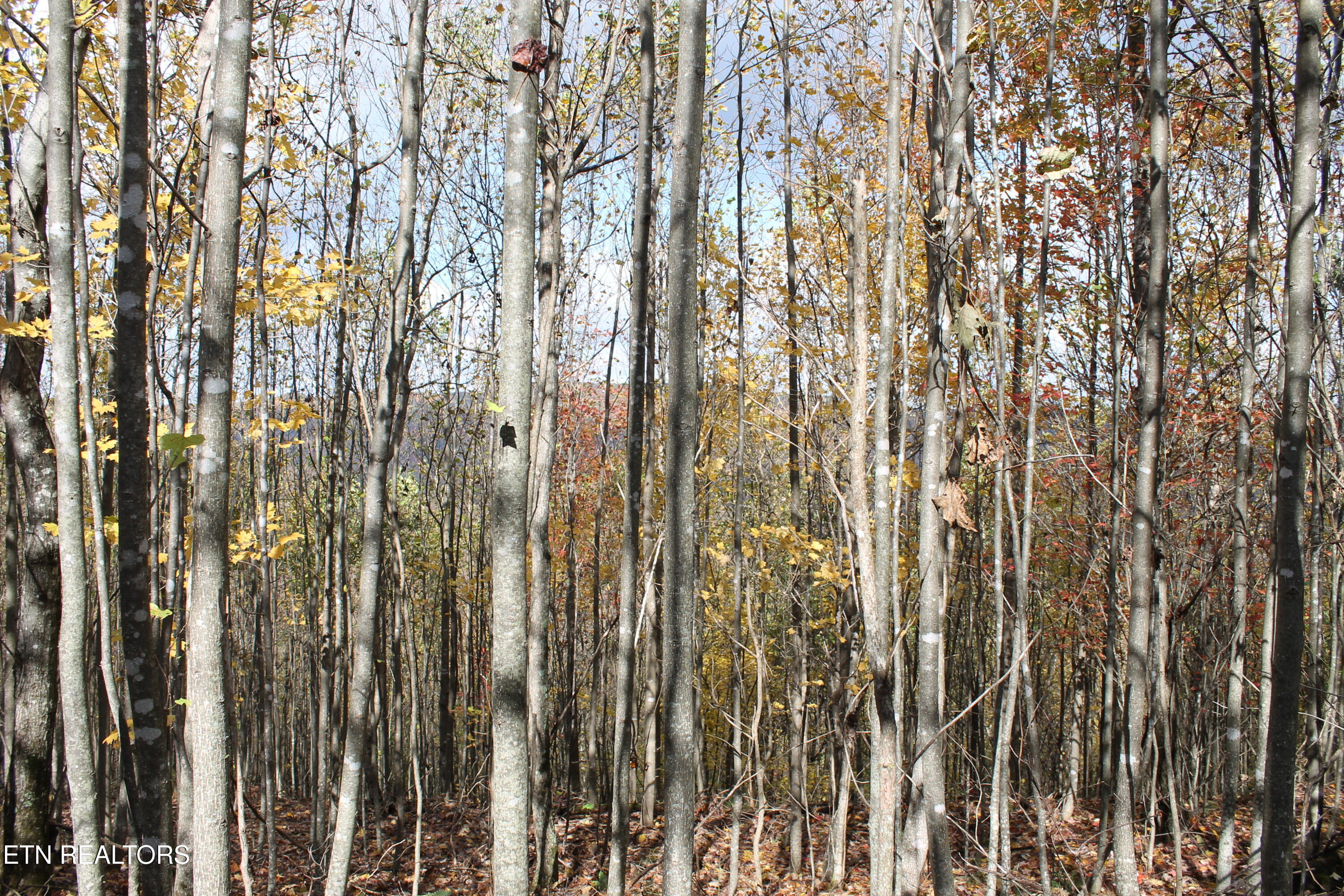 Baird Branch Winfield TN 37892
