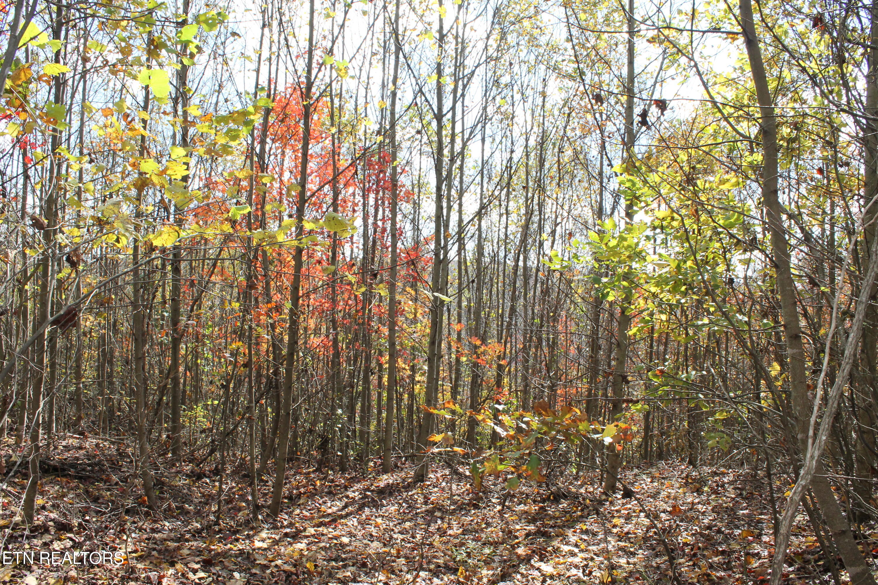 Baird Branch Winfield TN 37892