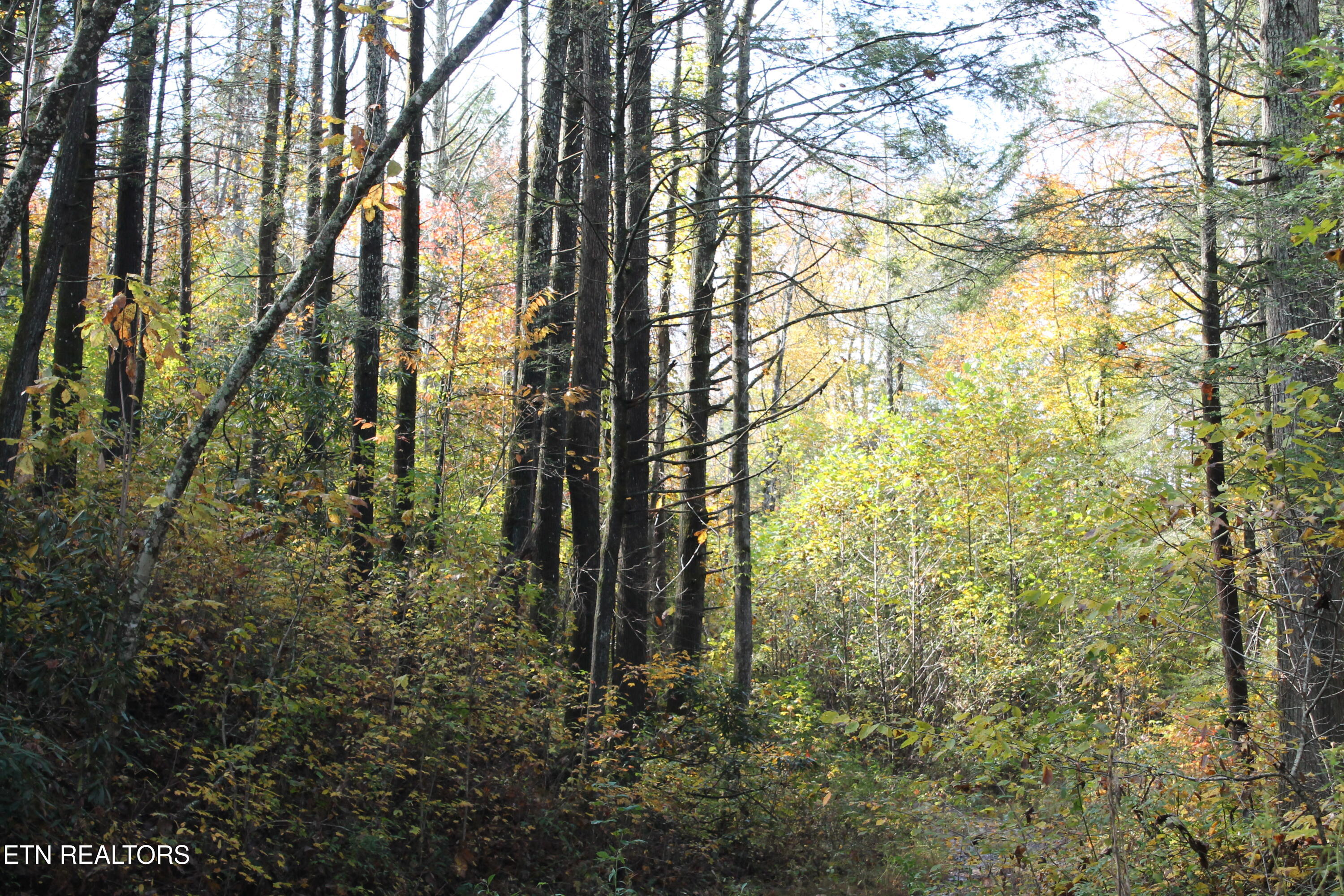 Baird Branch Winfield TN 37892