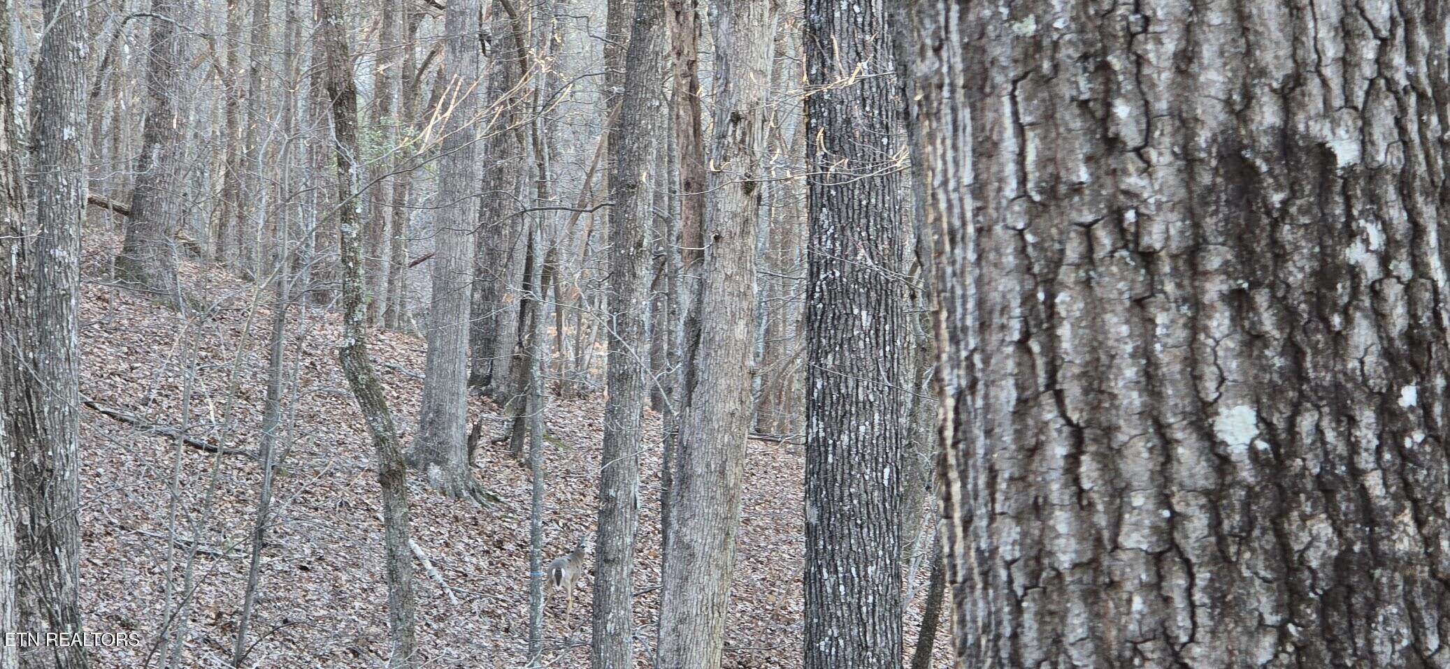 121 Pineridge Loop Fairfield Glade TN 38558