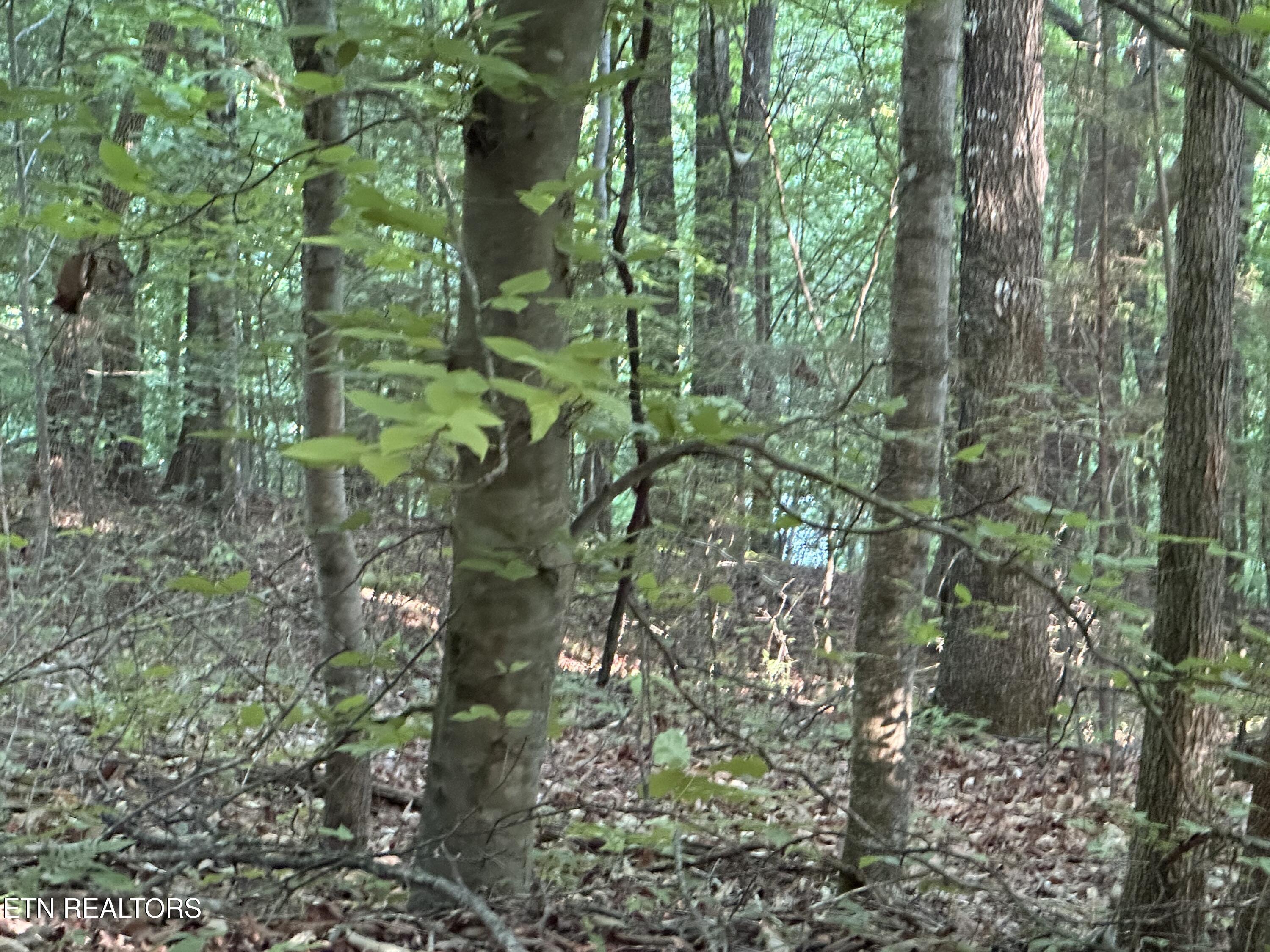 Cassies Crossing Speedwell TN 37870