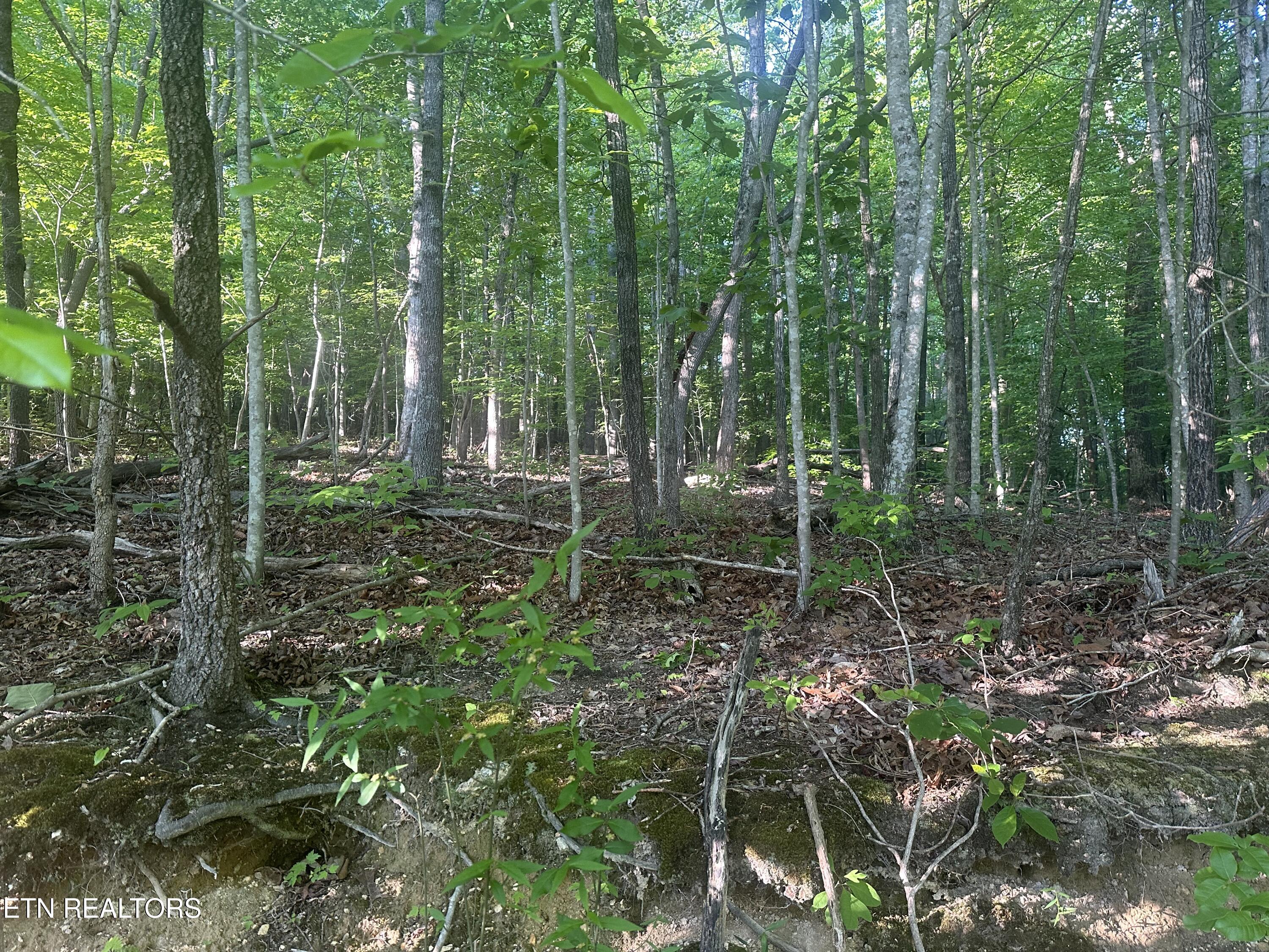 Cassies Crossing Speedwell TN 37870