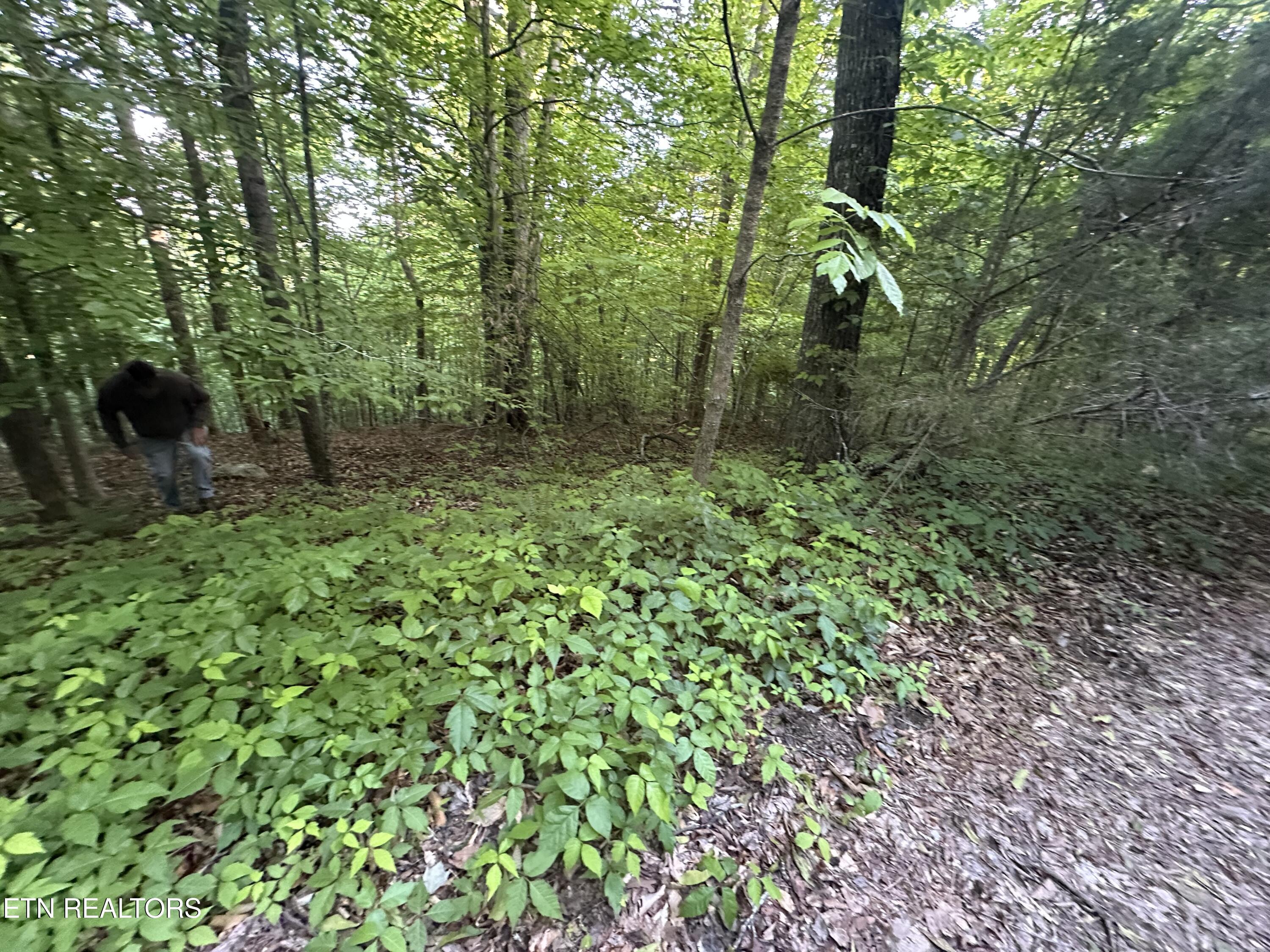 Cassies Crossing Speedwell TN 37870