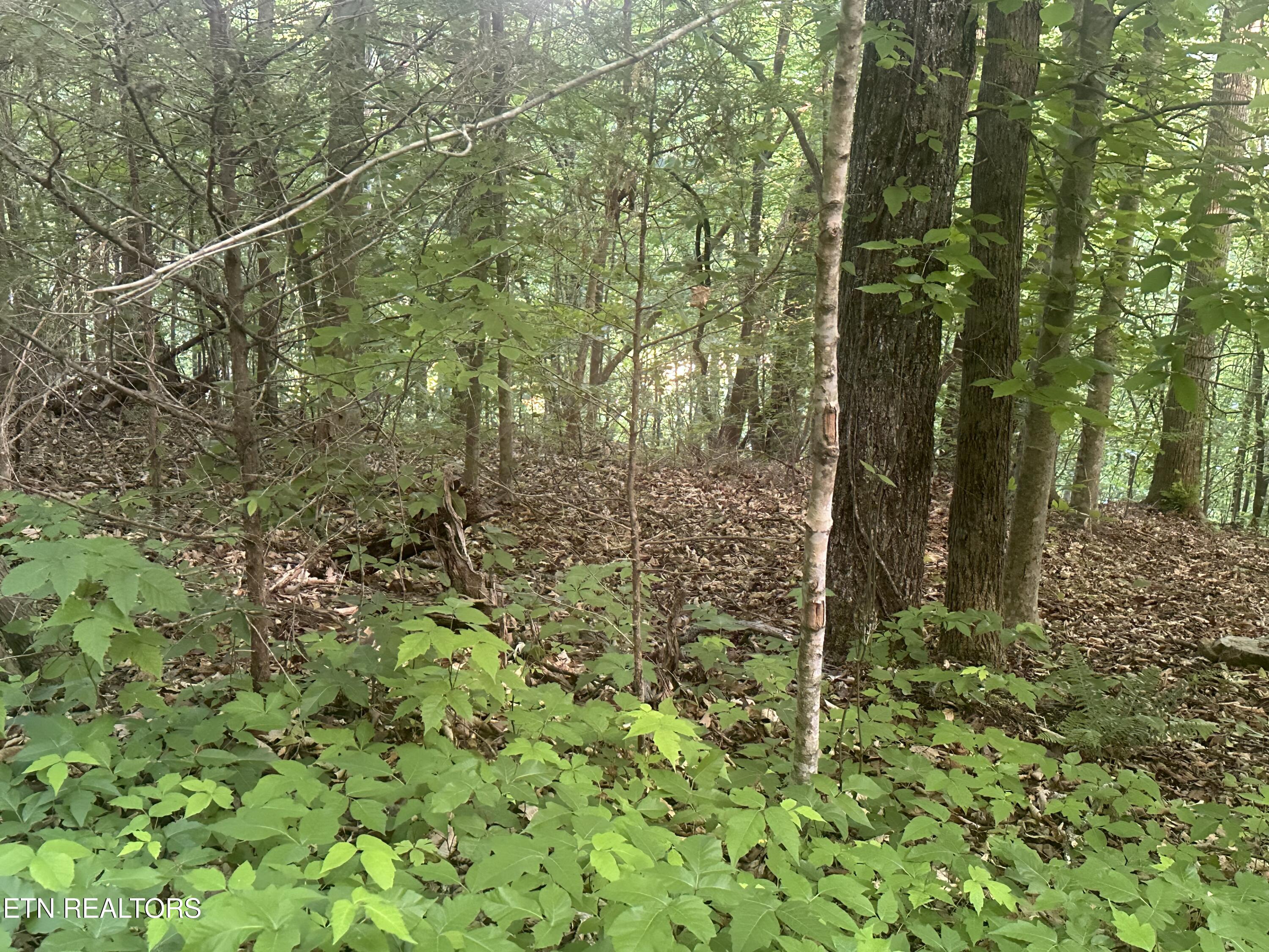 Cassies Crossing Speedwell TN 37870