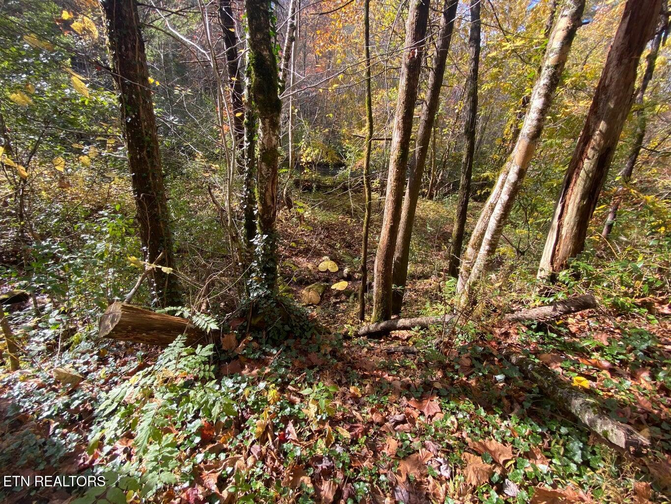00 River Road Tellico Plains TN 37385