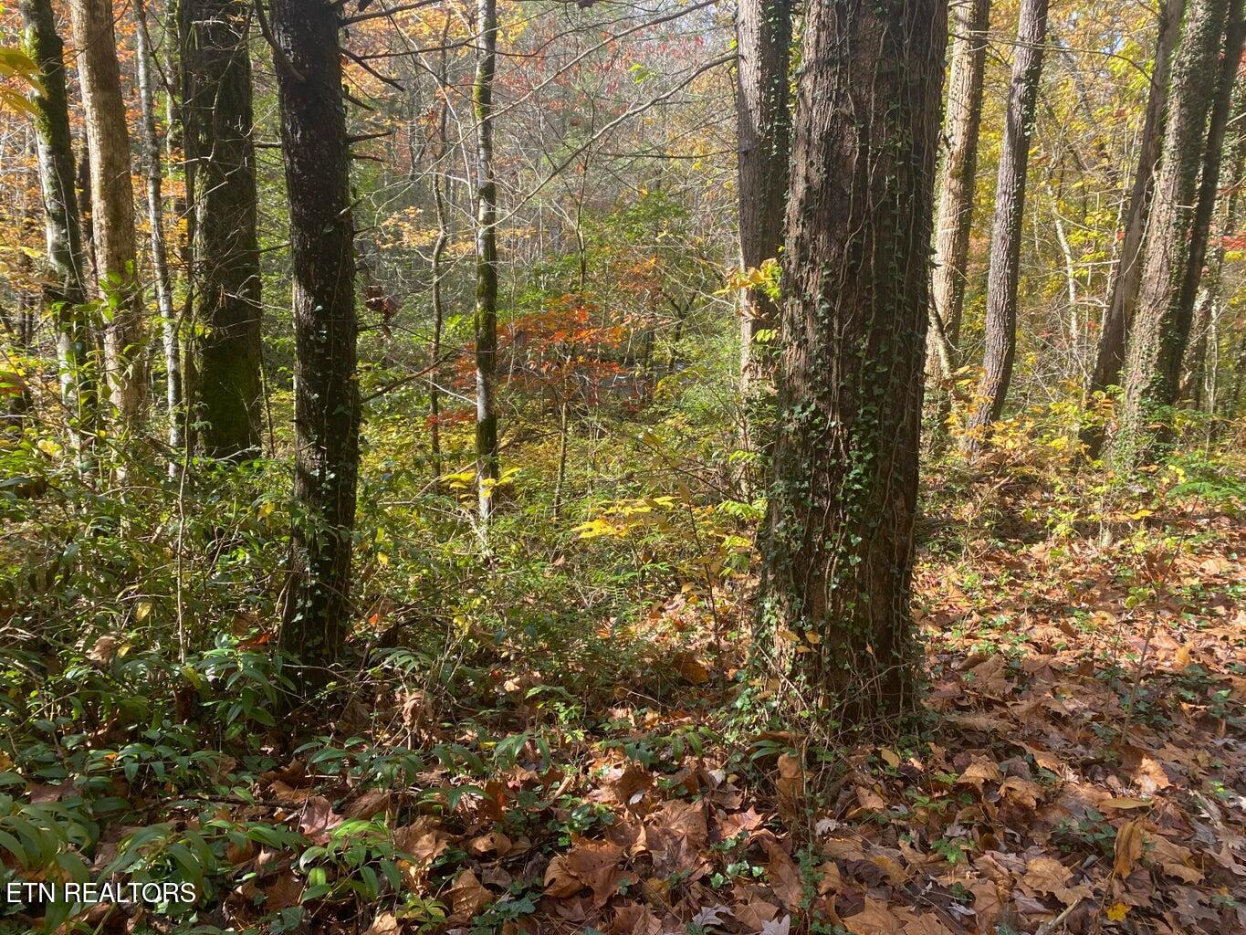 00 River Road Tellico Plains TN 37385