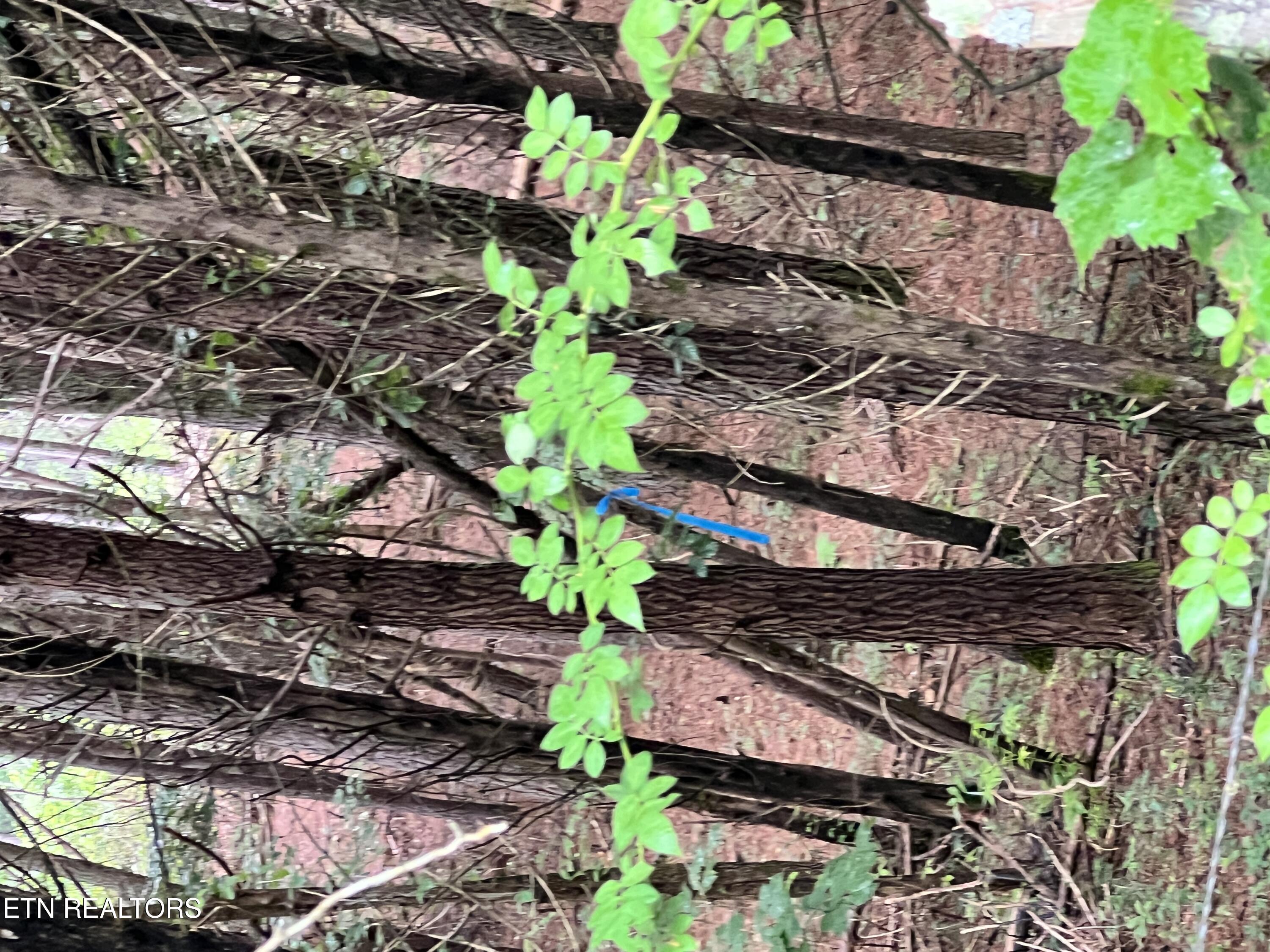 Lot 3 Prigmore Ridge Road Decatur TN 37322