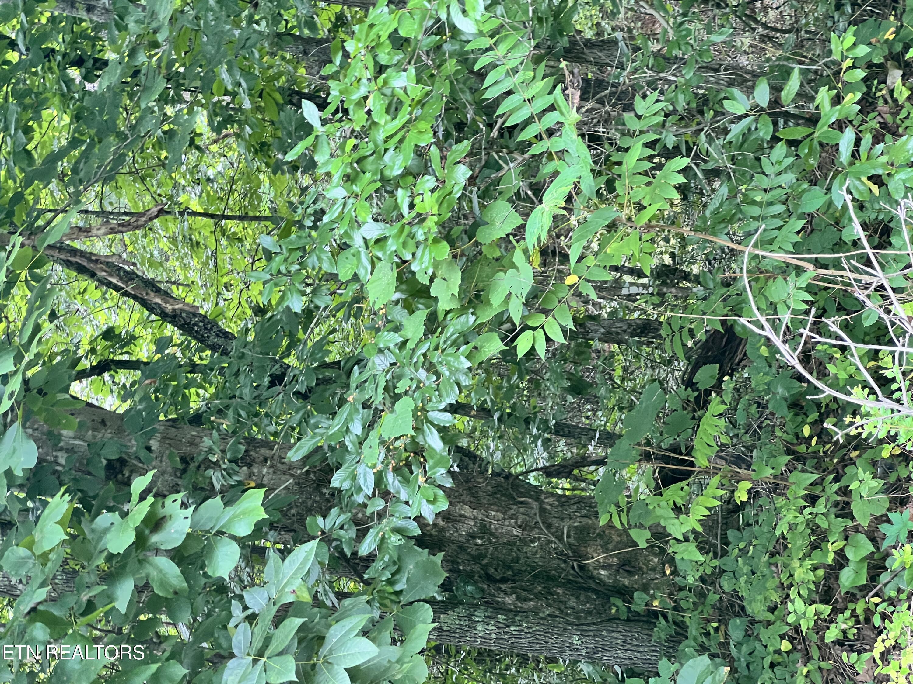 Lot 3 Prigmore Ridge Road Decatur TN 37322