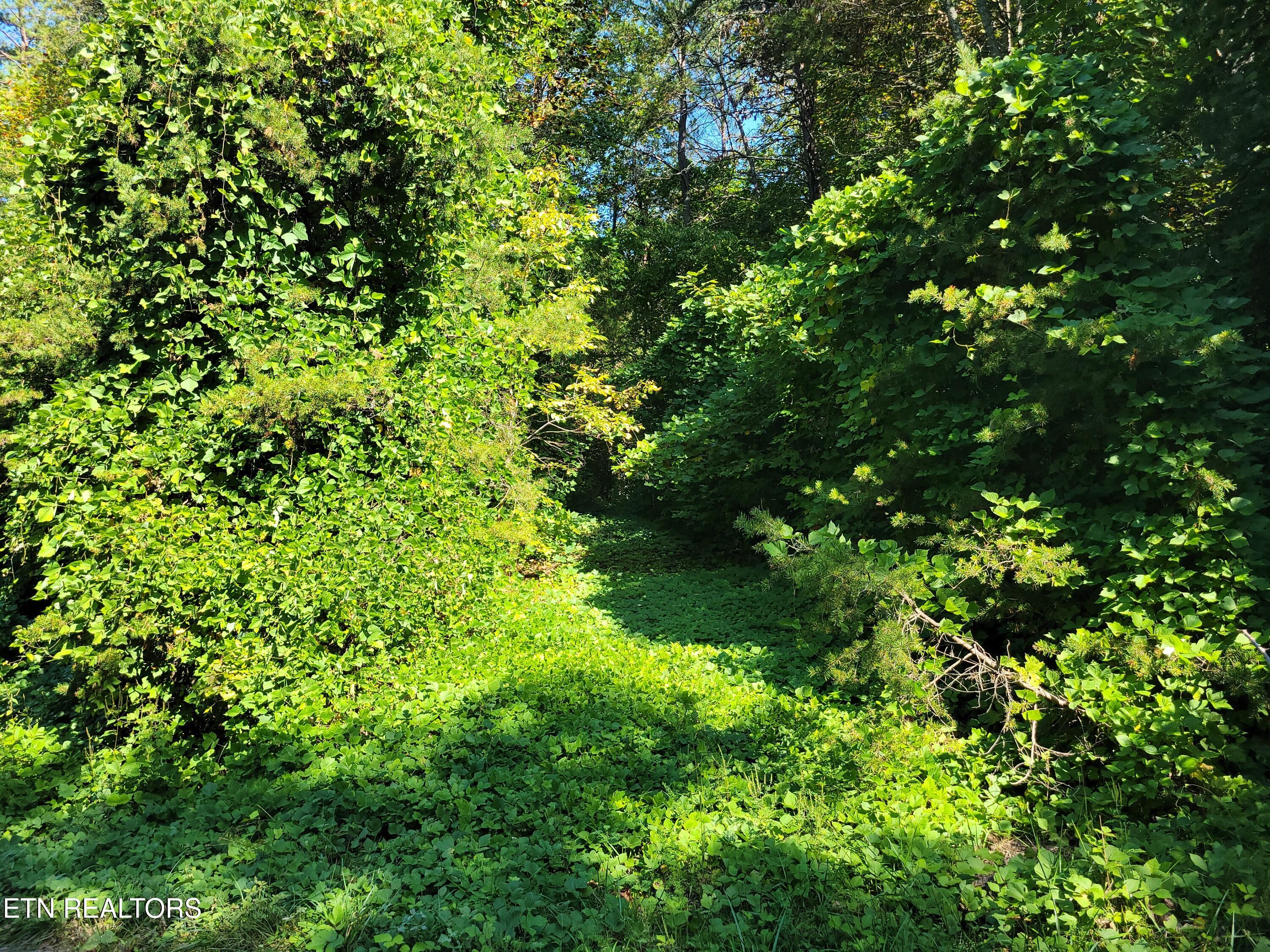 Lot 39 Sugar Maple Way Del Rio TN 37727