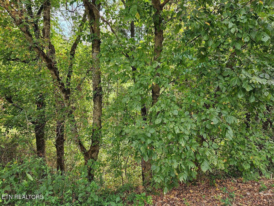 00 Tn-96 Buffalo Valley TN 38548