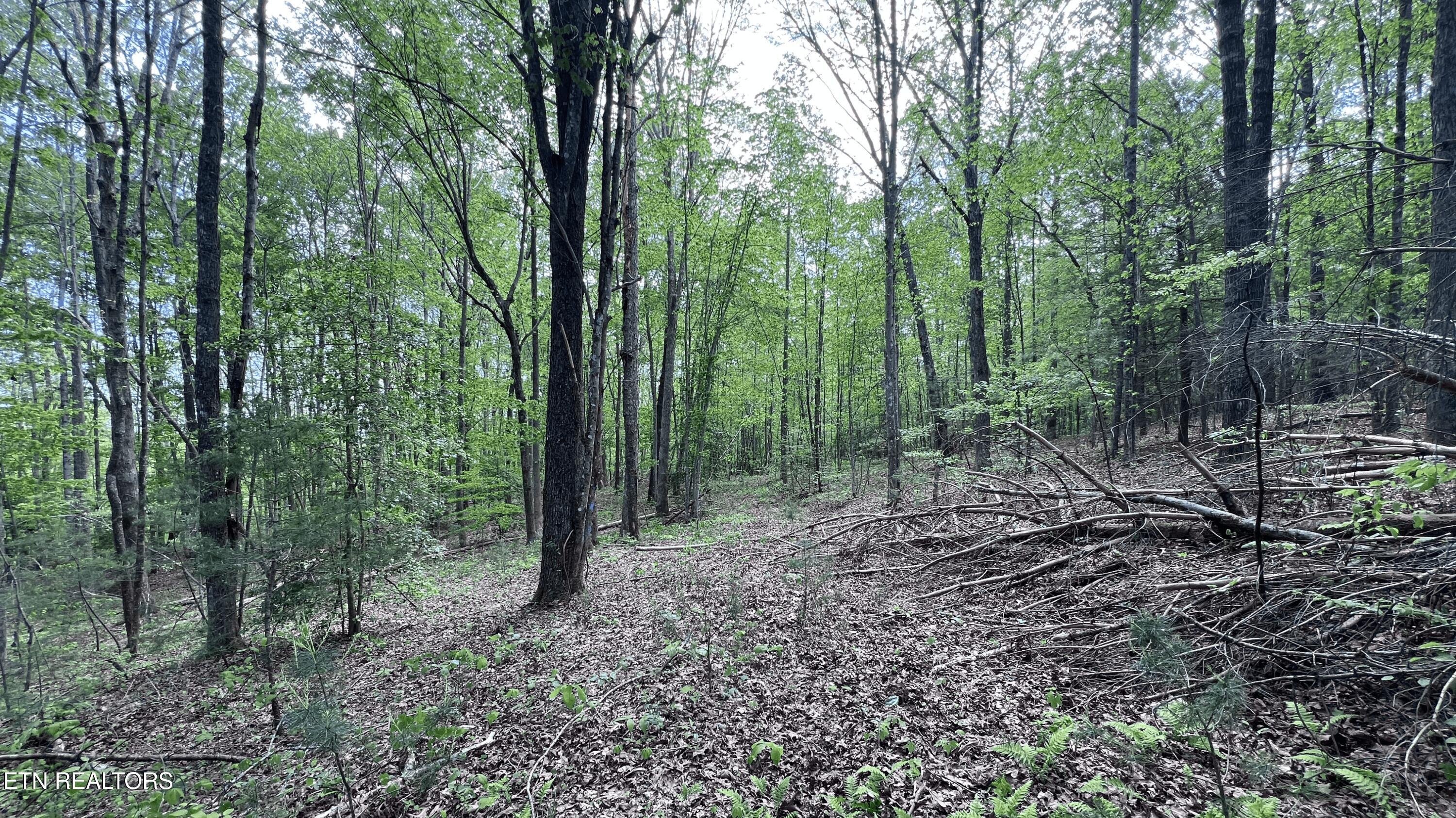 391 Ridge Road Lancing TN 37770