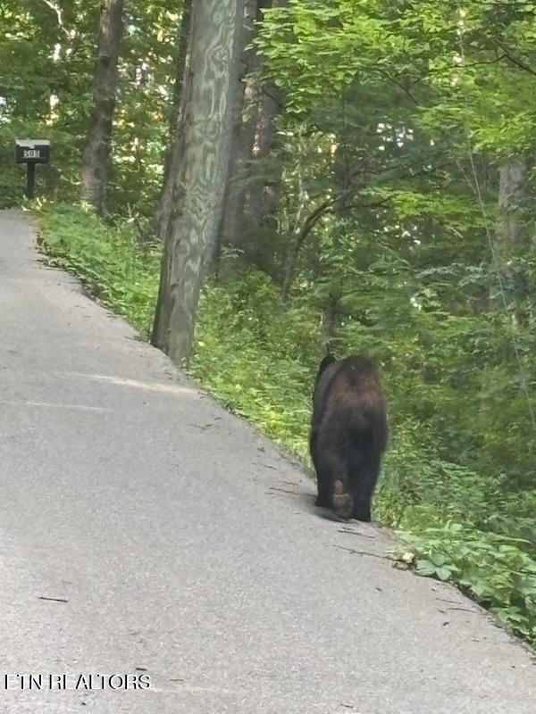 Esslinger Dr & Low Gap Road Gatlinburg TN 37738