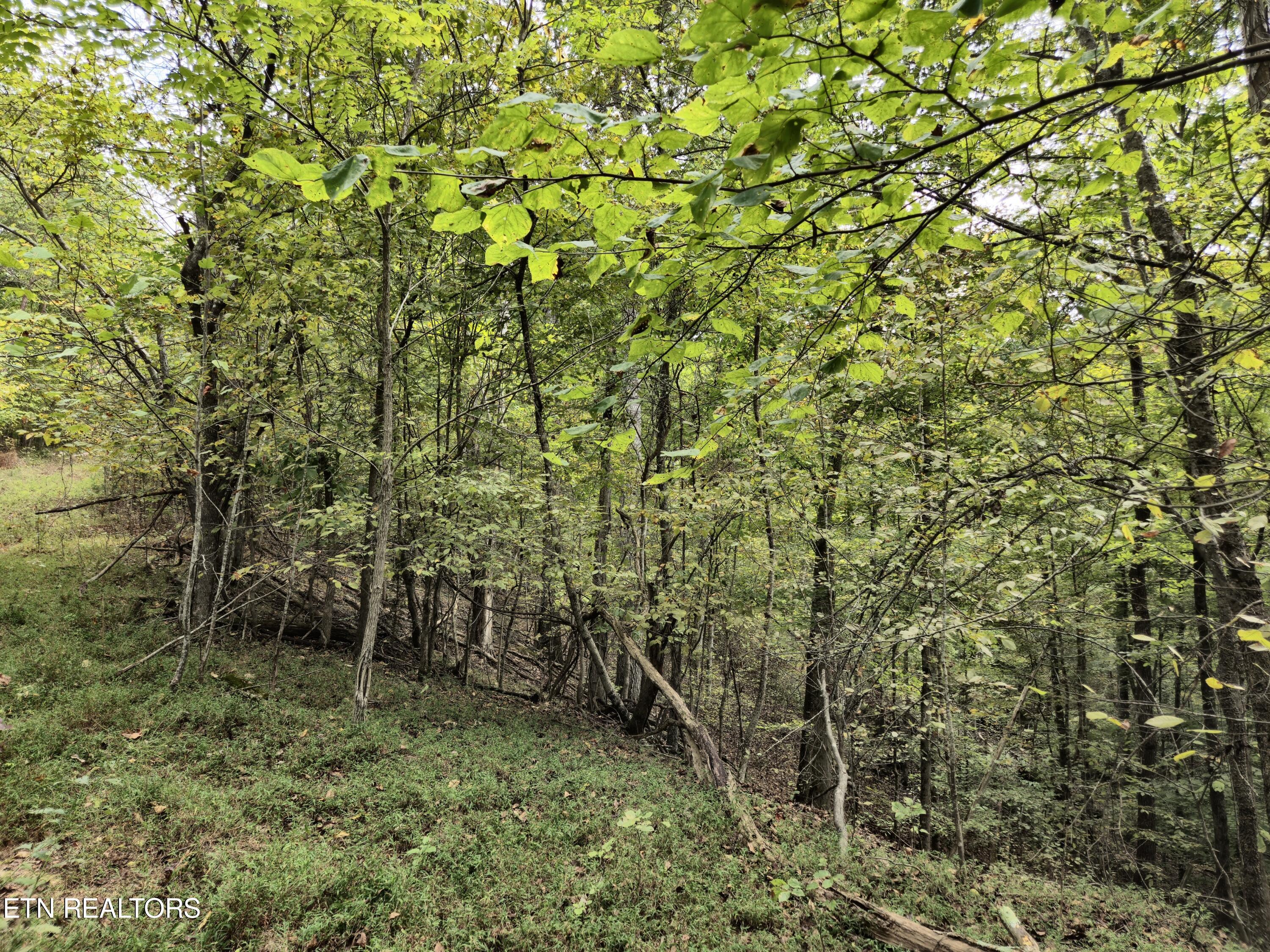 Hodges Court Baneberry TN 37890