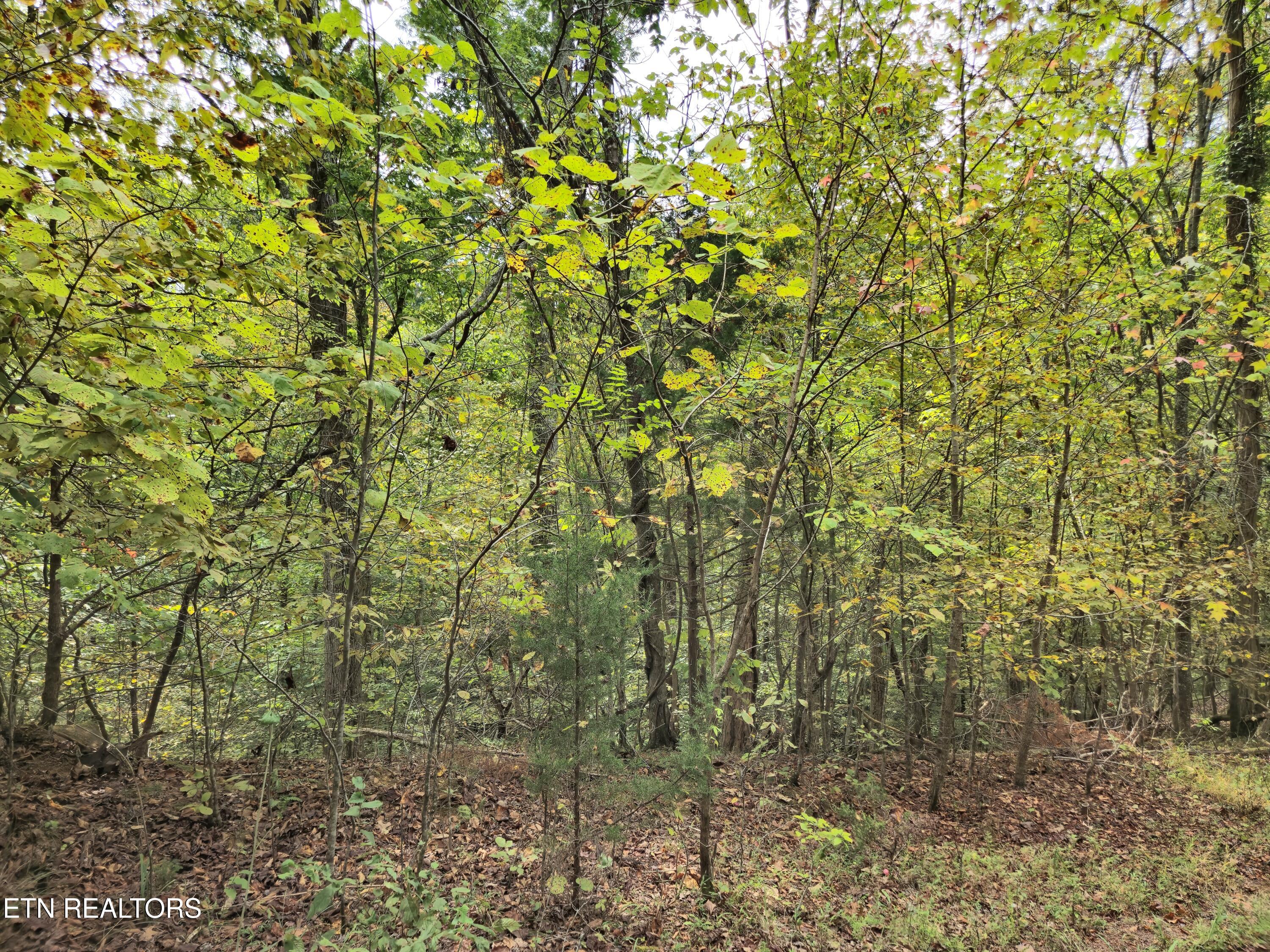 Hodges Court Baneberry TN 37890