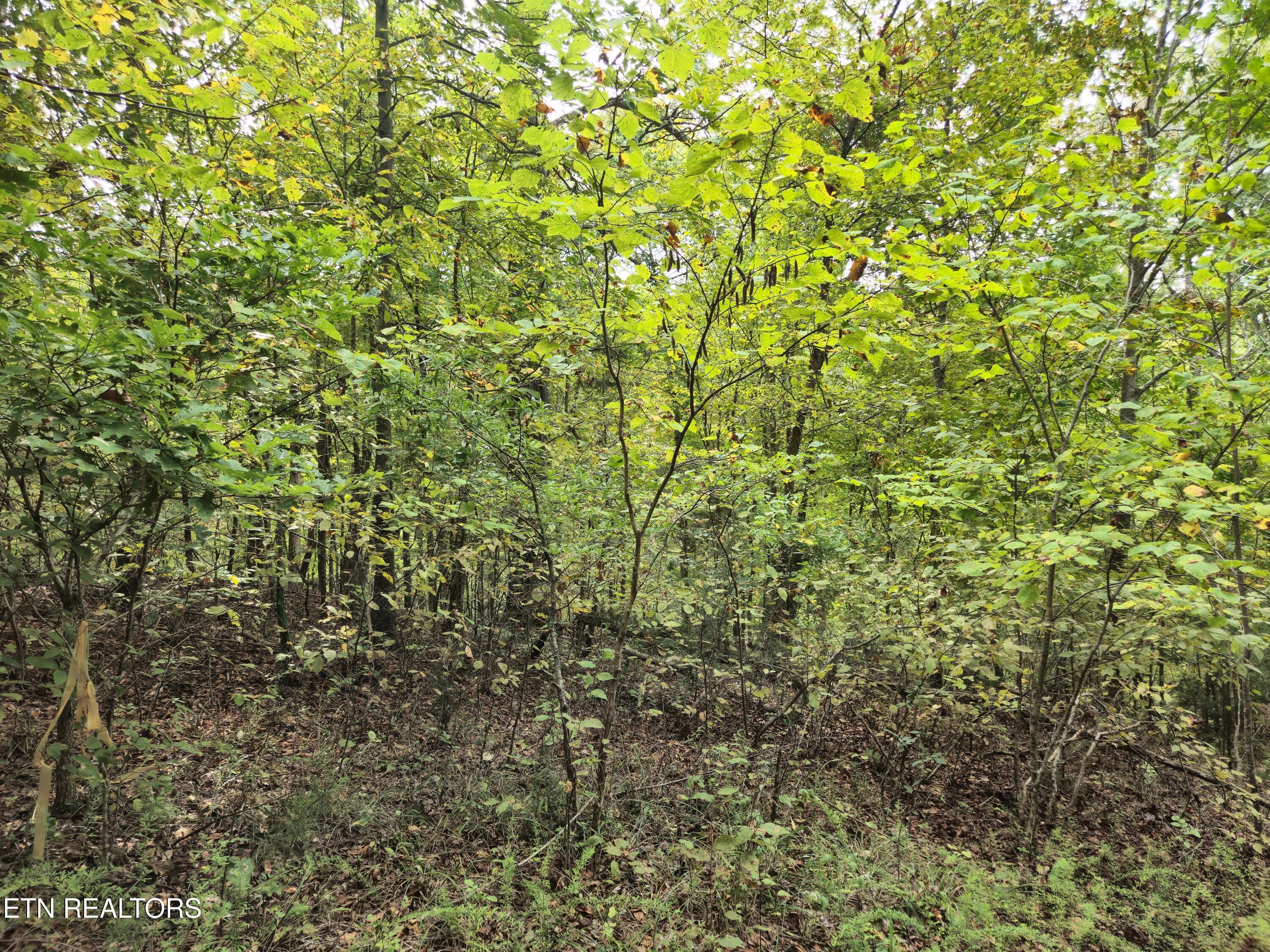 Hodges Court Baneberry TN 37890