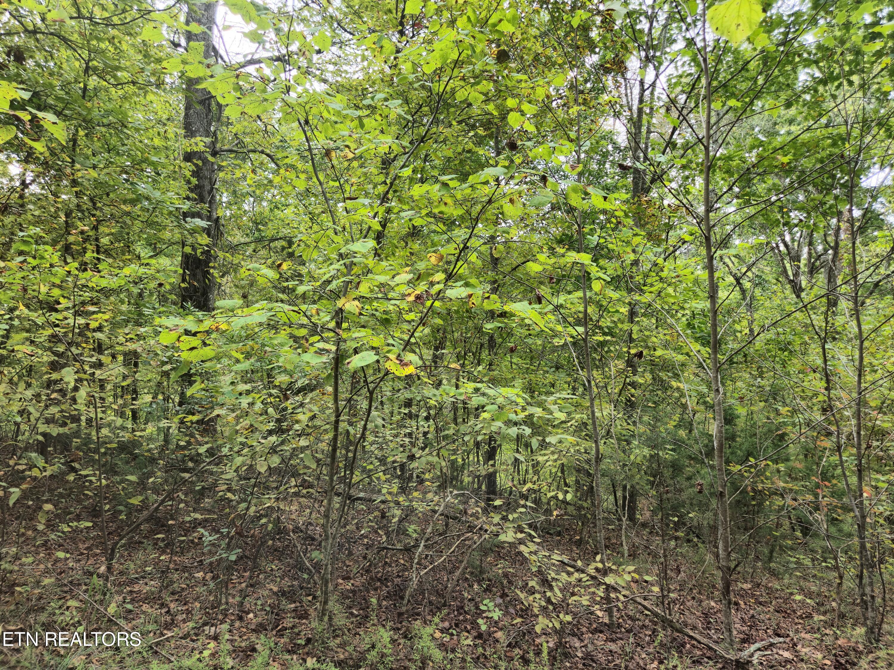 Hodges Court Baneberry TN 37890