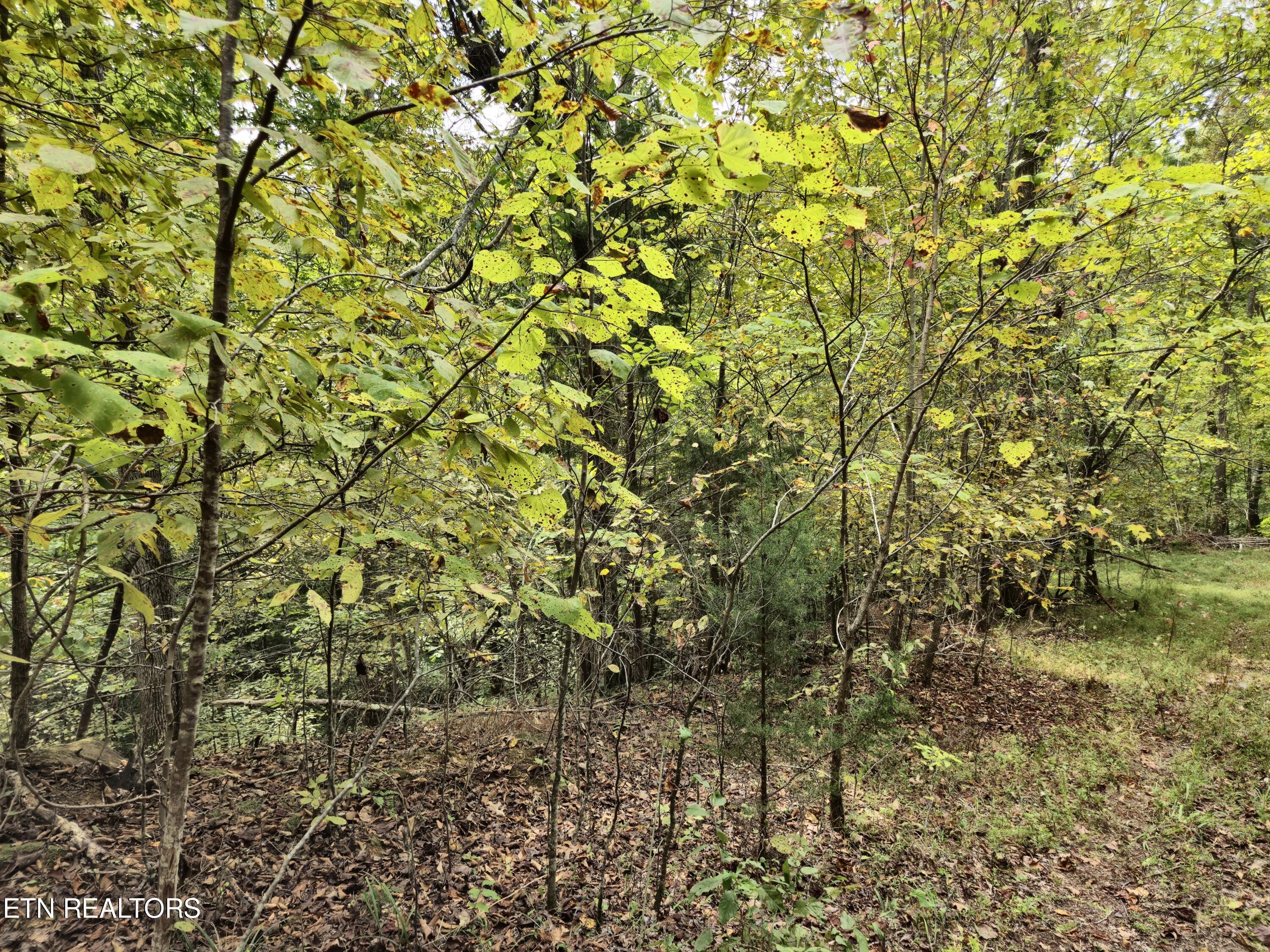 Hodges Court Baneberry TN 37890
