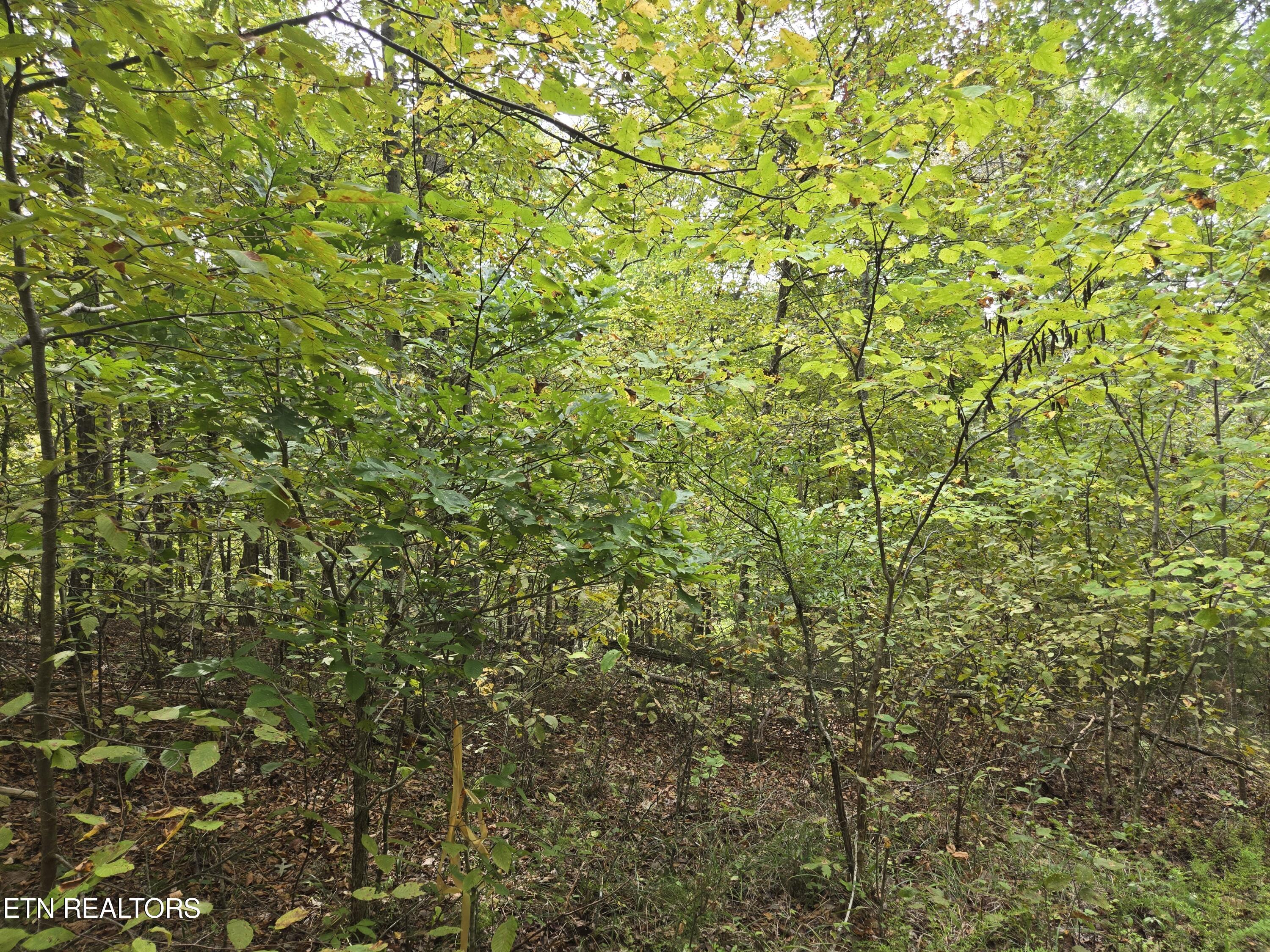 Hodges Court Baneberry TN 37890
