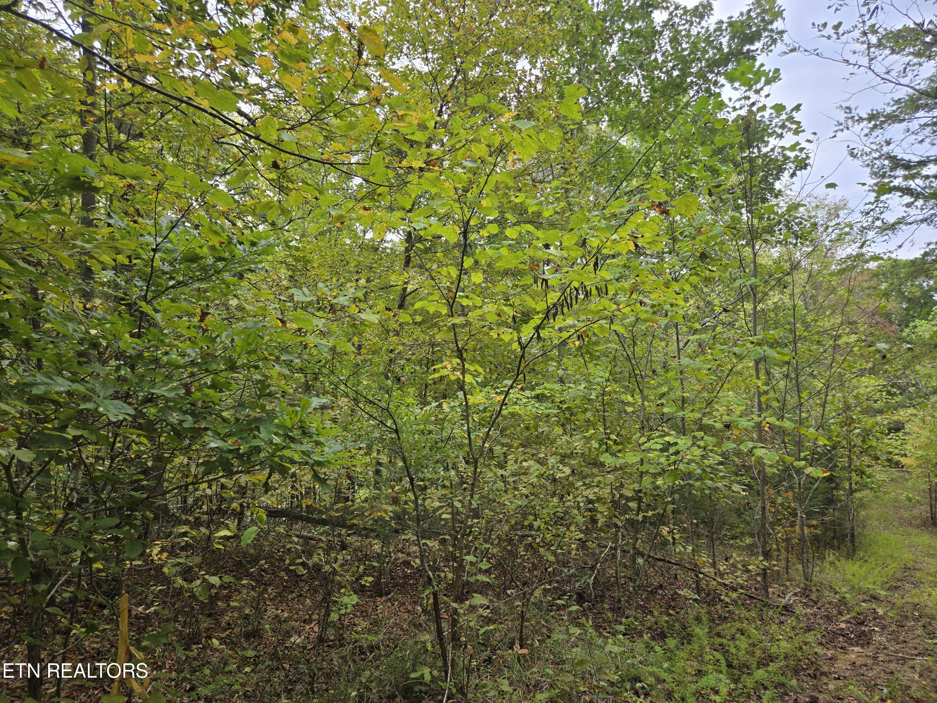 Hodges Court Baneberry TN 37890