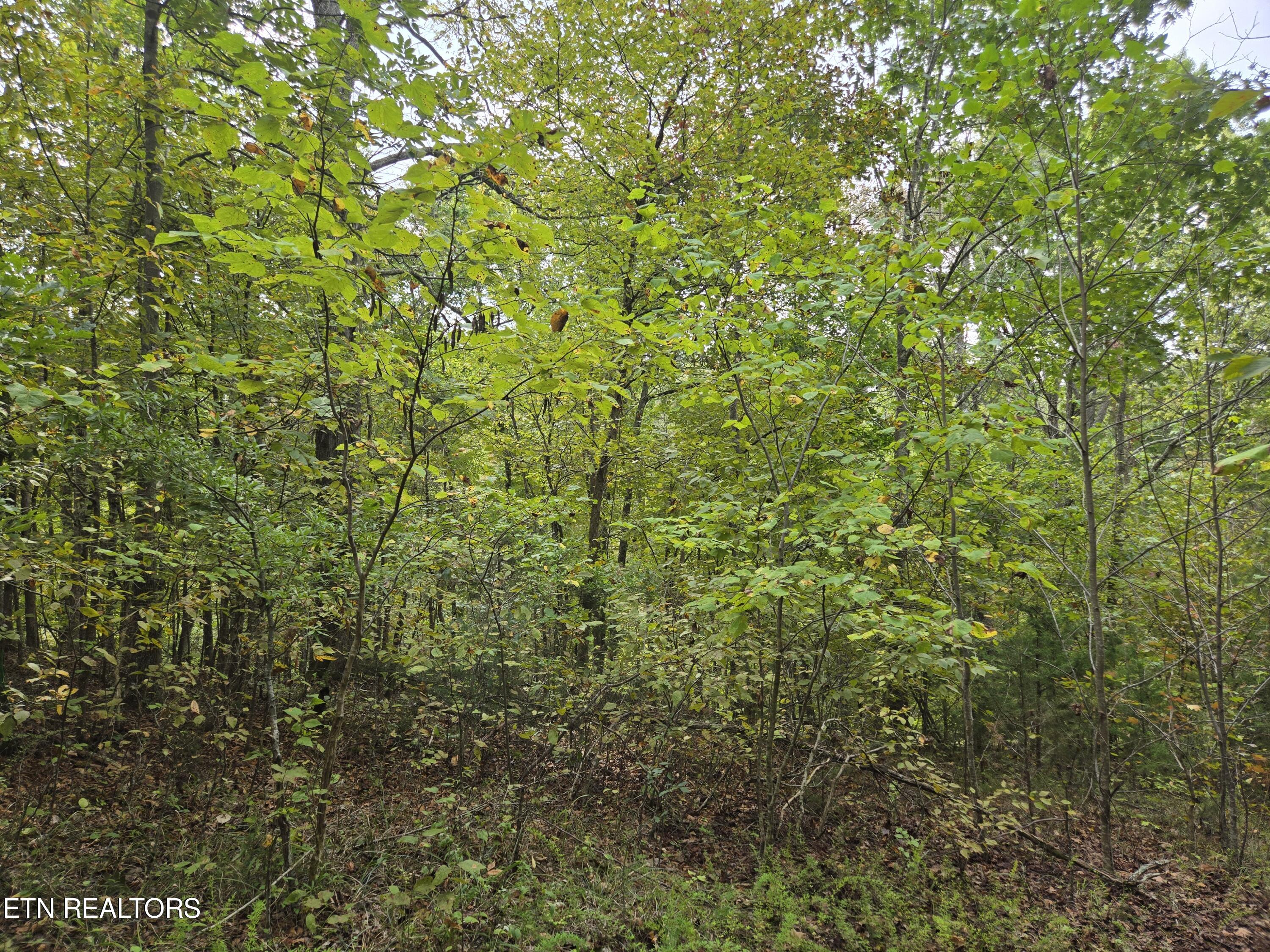 Hodges Court Baneberry TN 37890