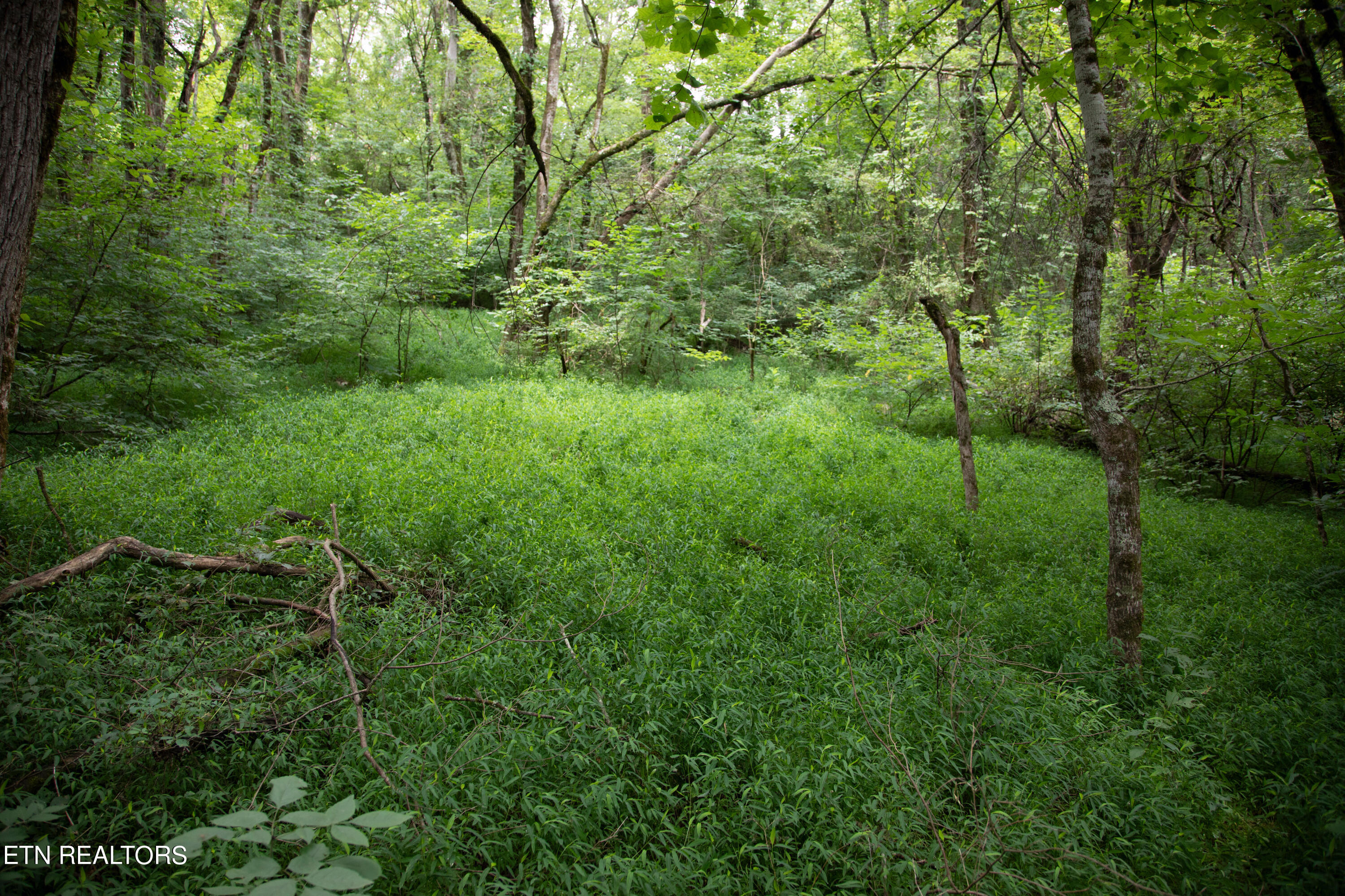 0 Scenic View Drive Cosby TN 37722