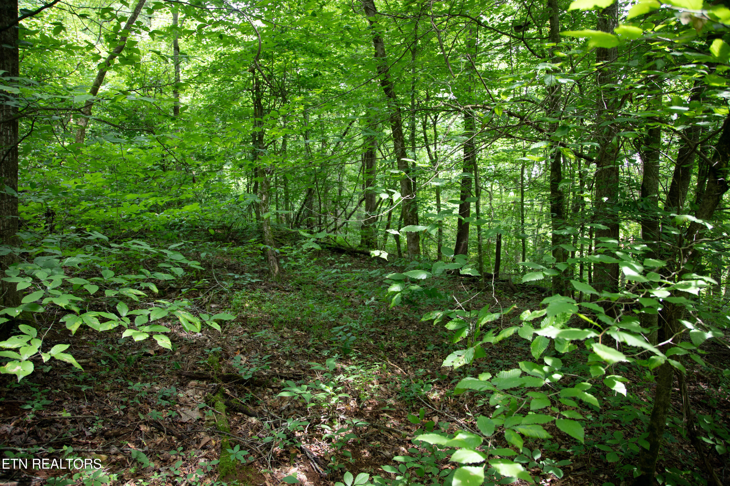 0 Scenic View Drive Cosby TN 37722
