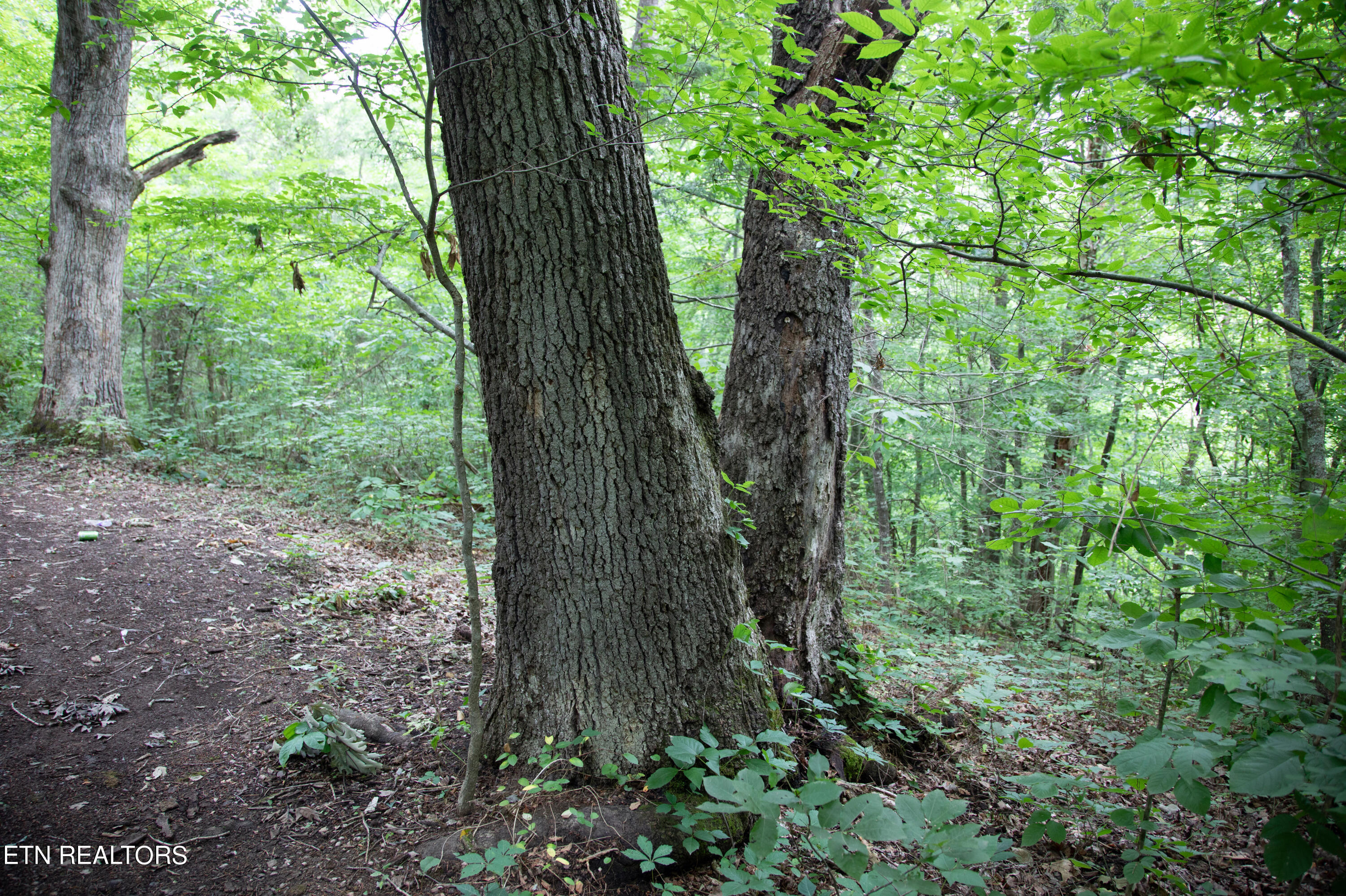 0 Scenic View Drive Cosby TN 37722